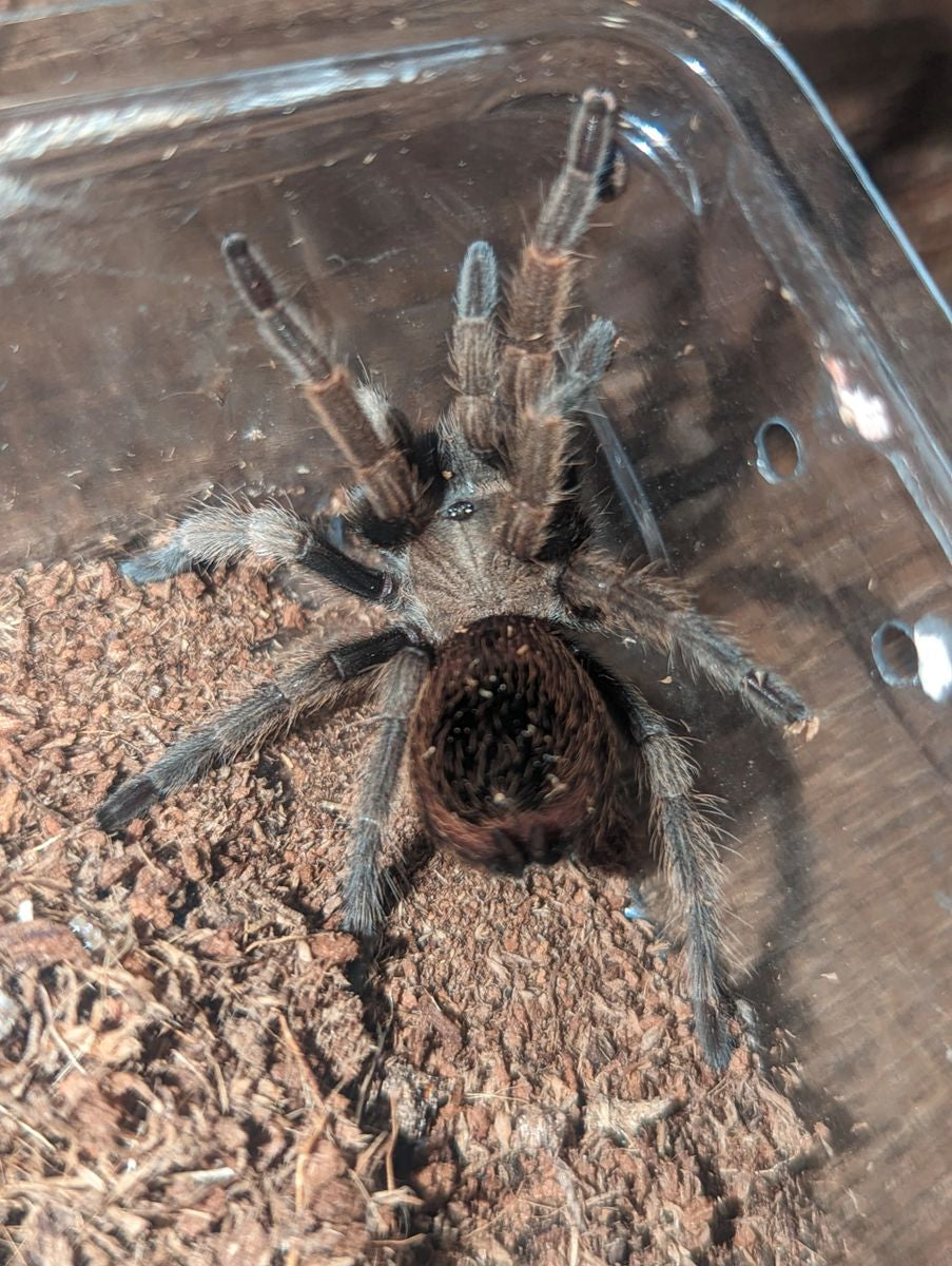 Aphonopelma vorhiesi - Madrean Red Rump Tarantula for Sale | Live Arrival Guarantee