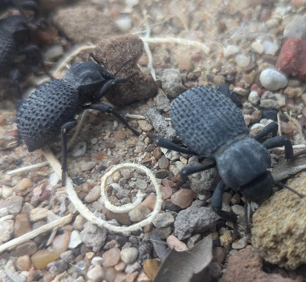 Asbolus verrucosus – Blue Death Feigning Beetle | Adorable Desert Pet | Live Arrival Guarantee