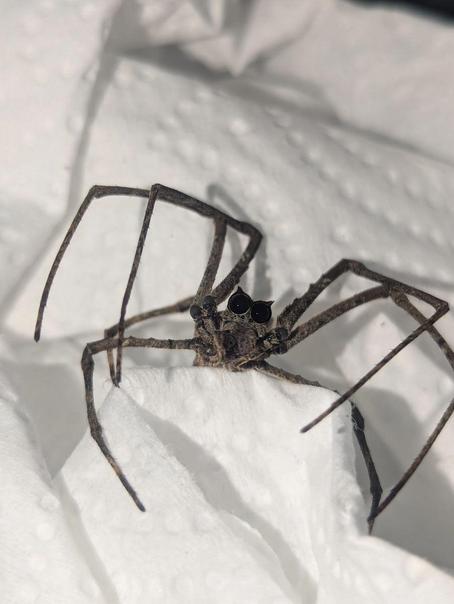 Asianopis aspectans – Ogre Faced Spider | Net Casting Spider | Live Arrival Guarantee