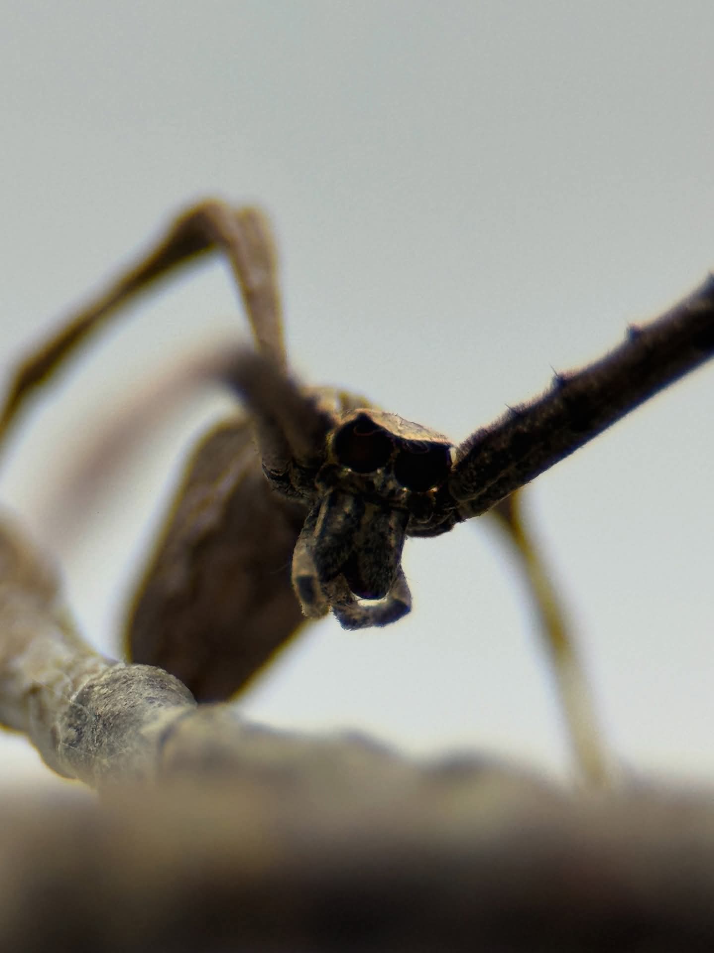 Asianopis aspectans – Ogre Faced Spider | Net Casting Spider | Live Arrival Guarantee