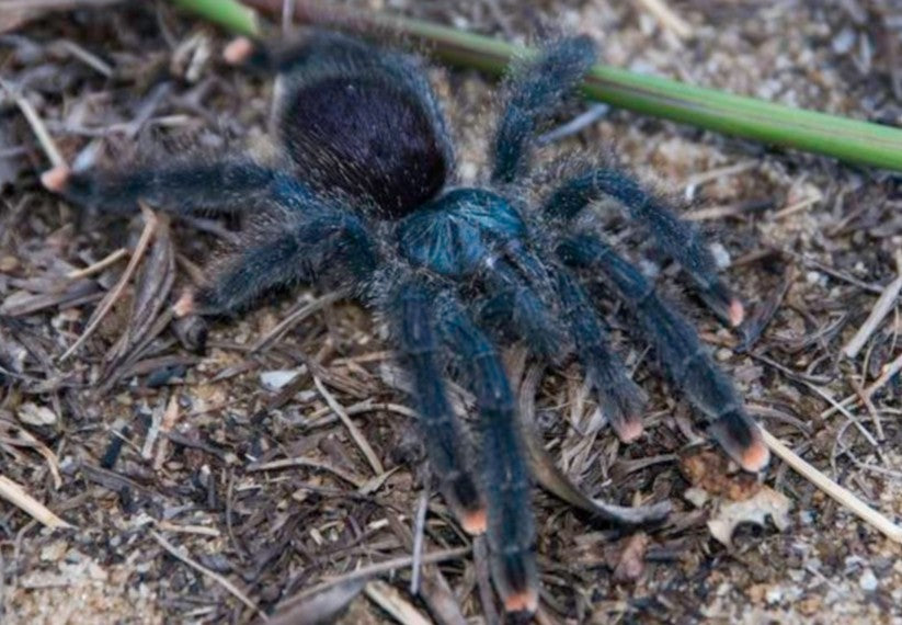 Metallic Pink Toe Tarantula for Sale - Avicularia avicularia M6