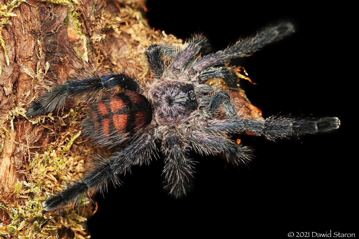 Avicularia sp Colombia cf purpurea - Colombian Purple Pink Toe Tarantula for Sale | Live Arrival Guarantee
