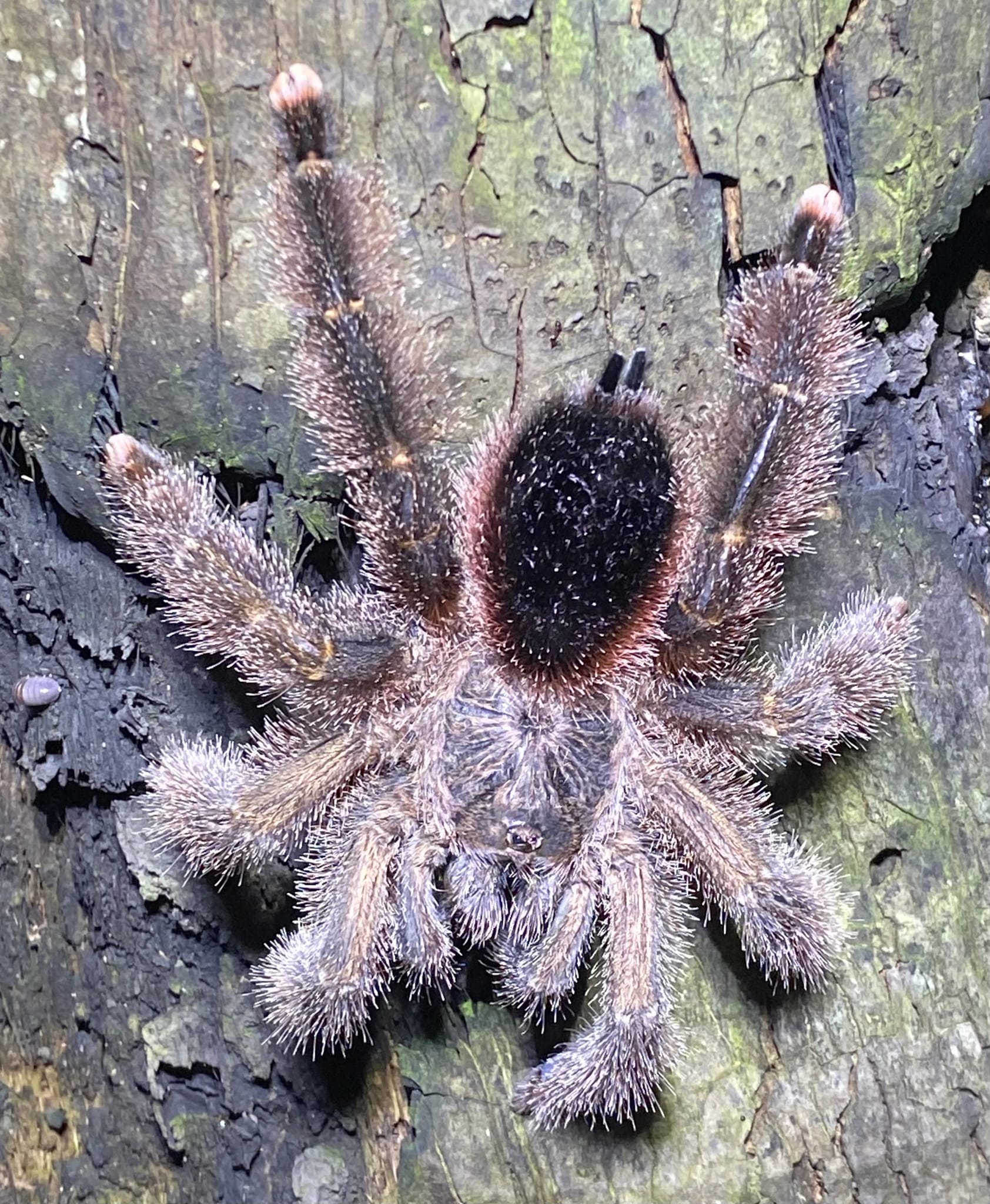 Avicularia huriana - Ecuadorian Wooly Pink Toe Tarantula for Sale | Live Arrival Guarantee