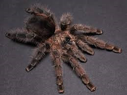 Avicularia merianae - Tarapoto Pinktoe Tarantula for Sale | Live Arrival Guarantee
