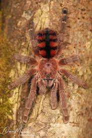 Avicularia minatrix – Venezuelan Red Stripe Pinktoe | Rare Dwarf Arboreal Species | Live Arrival Guarantee