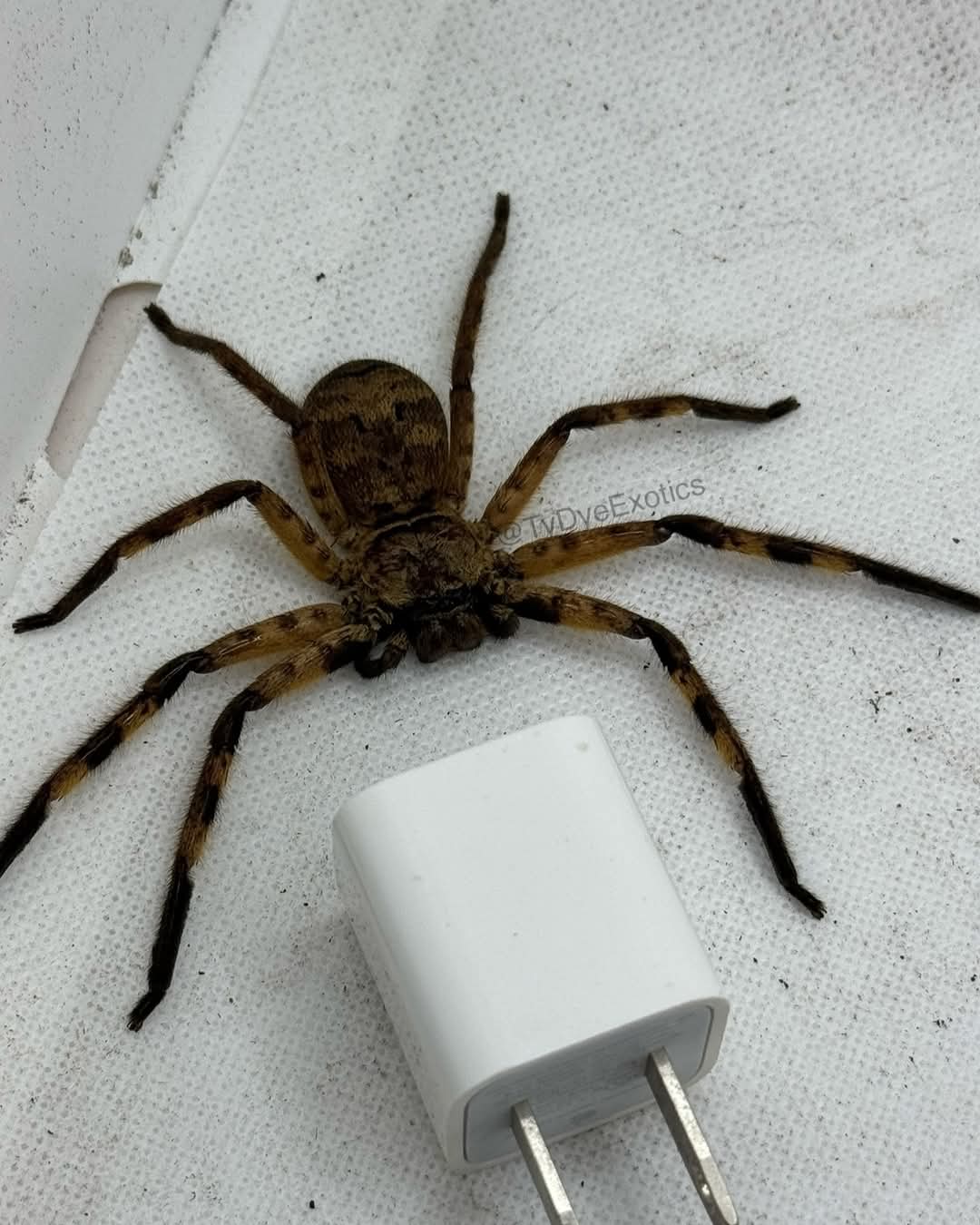 Barylestes occidentalis – Cameroon Tiger Huntsman Spider | Striking African Sparassid | Live Arrival Guarantee