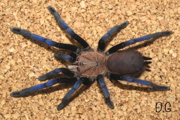 Birupes simoroxigorum - Borneo Neon Blue Leg Tarantula for Sale | Live Arrival Guarantee