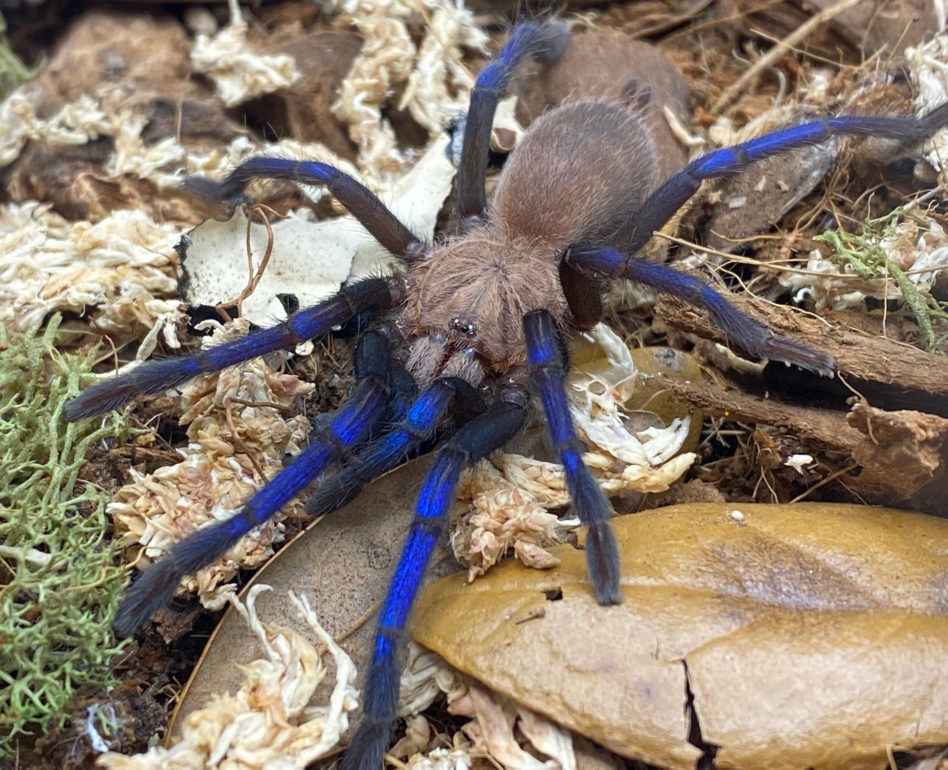 Birupes simoroxigorum - Borneo Neon Blue Leg Tarantula for Sale | Live Arrival Guarantee