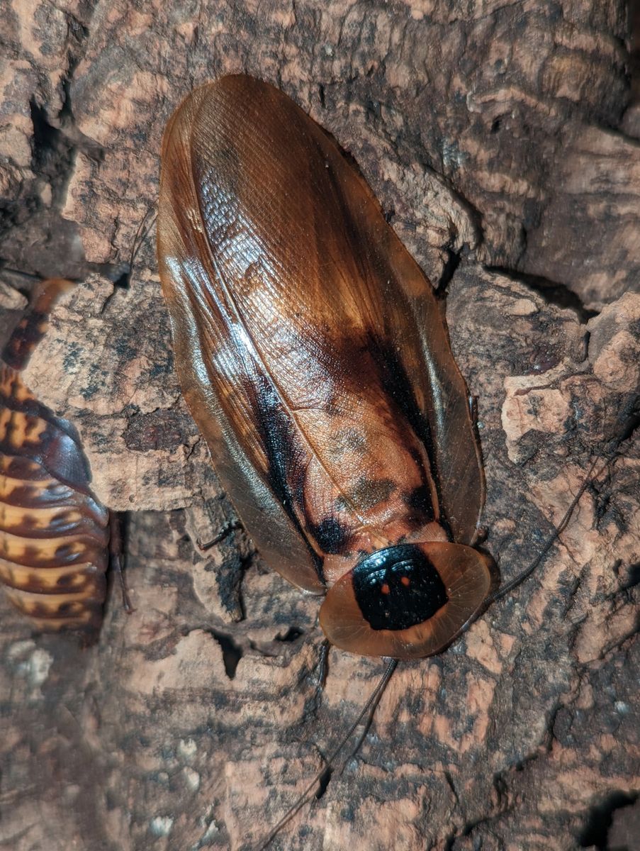 Blaberus sp. Honduras – Honduran Cave Roach | Large Display Roach | Live Arrival Guarantee