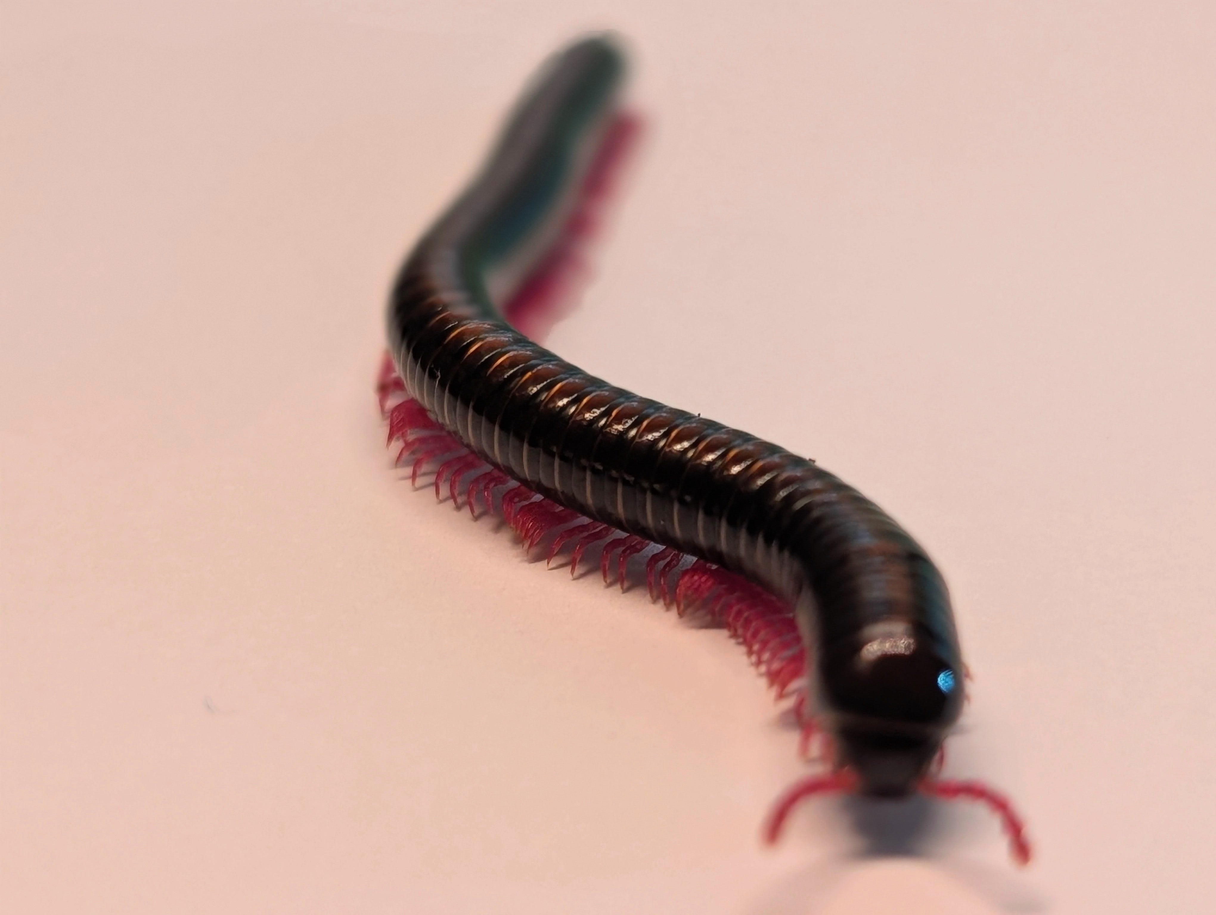 Bommaniulus sp. Sumbawa – Neon Pink Leg Millipede | Vivid Neon Legs | Live Arrival Guarantee