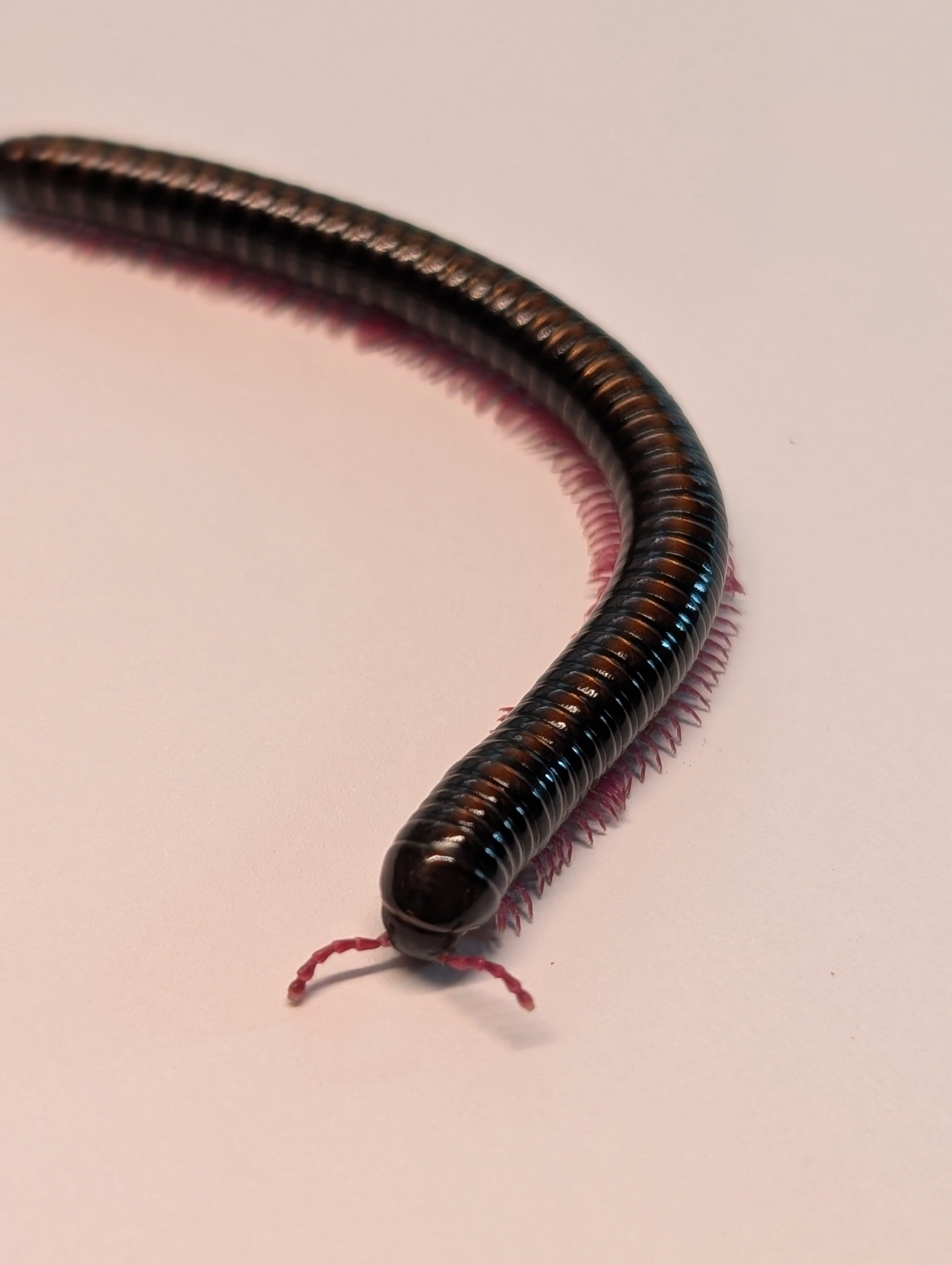 Bommaniulus sp. Sumbawa – Neon Pink Leg Millipede | Vivid Neon Legs | Live Arrival Guarantee