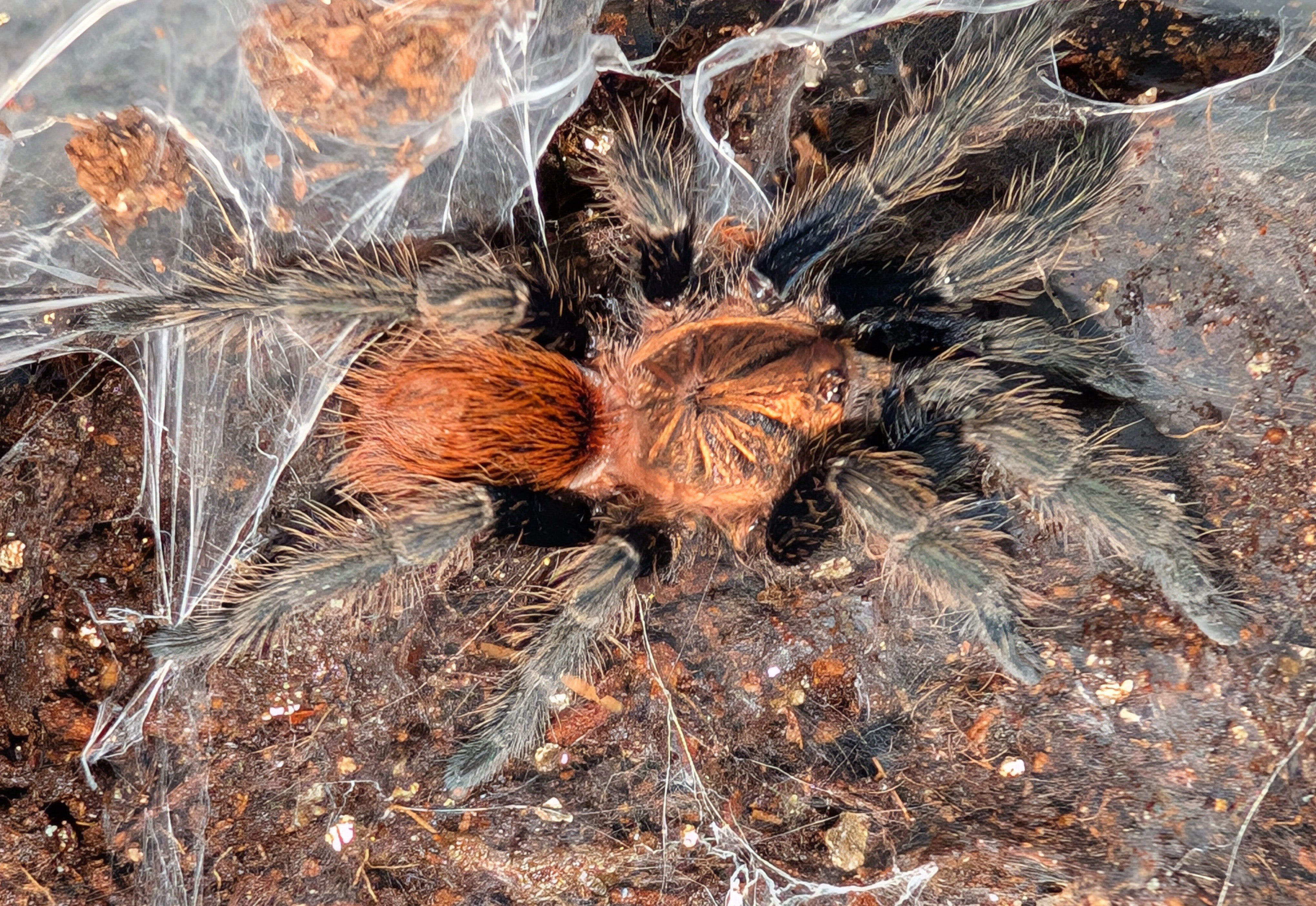 Bonnetina minax - Mexican Copperhead Tarantula for Sale | Live Arrival Guarantee