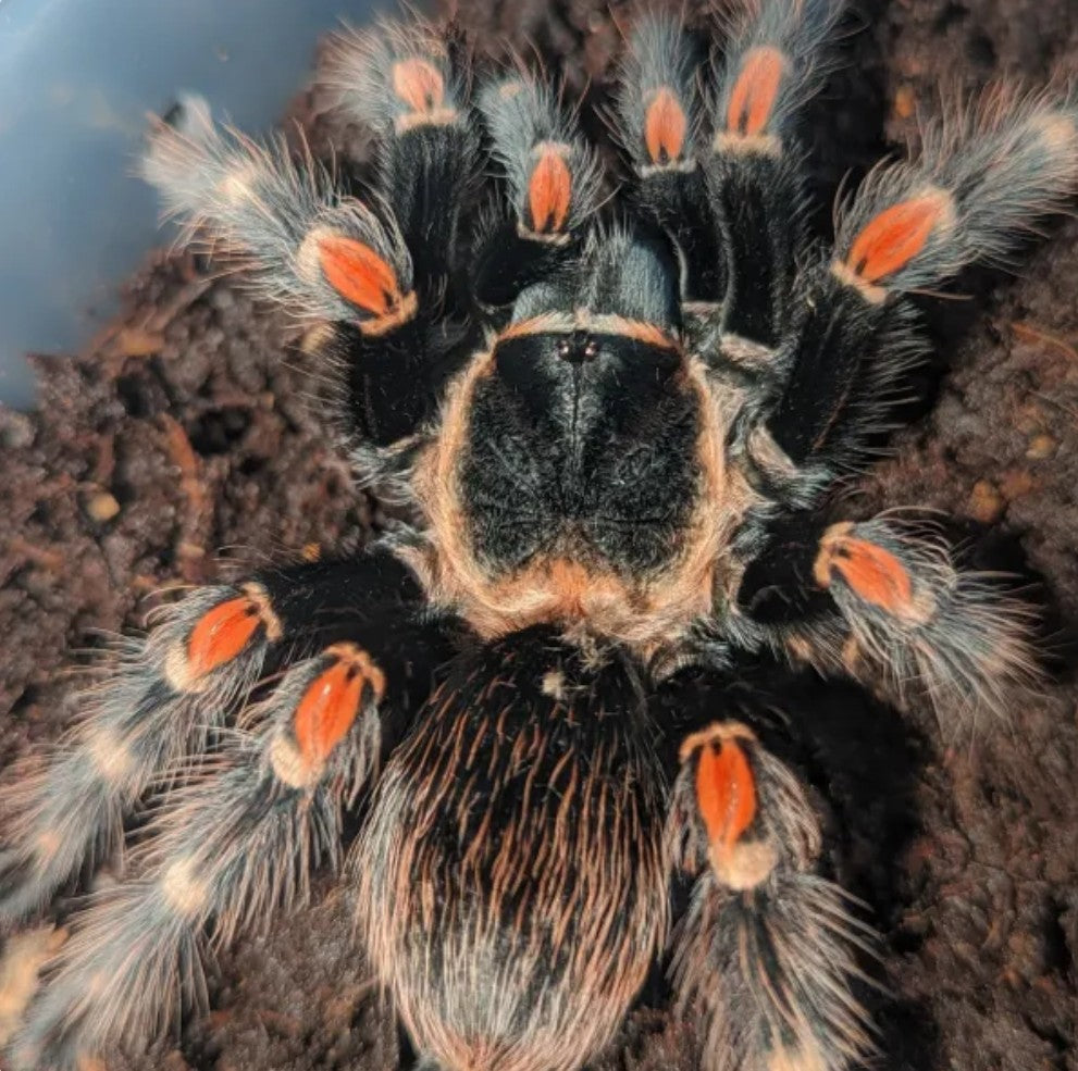 Brachypelma auratum – Mexican Flame Knee Tarantula | Stunning Orange-Kneed Beauty | Live Arrival Guarantee