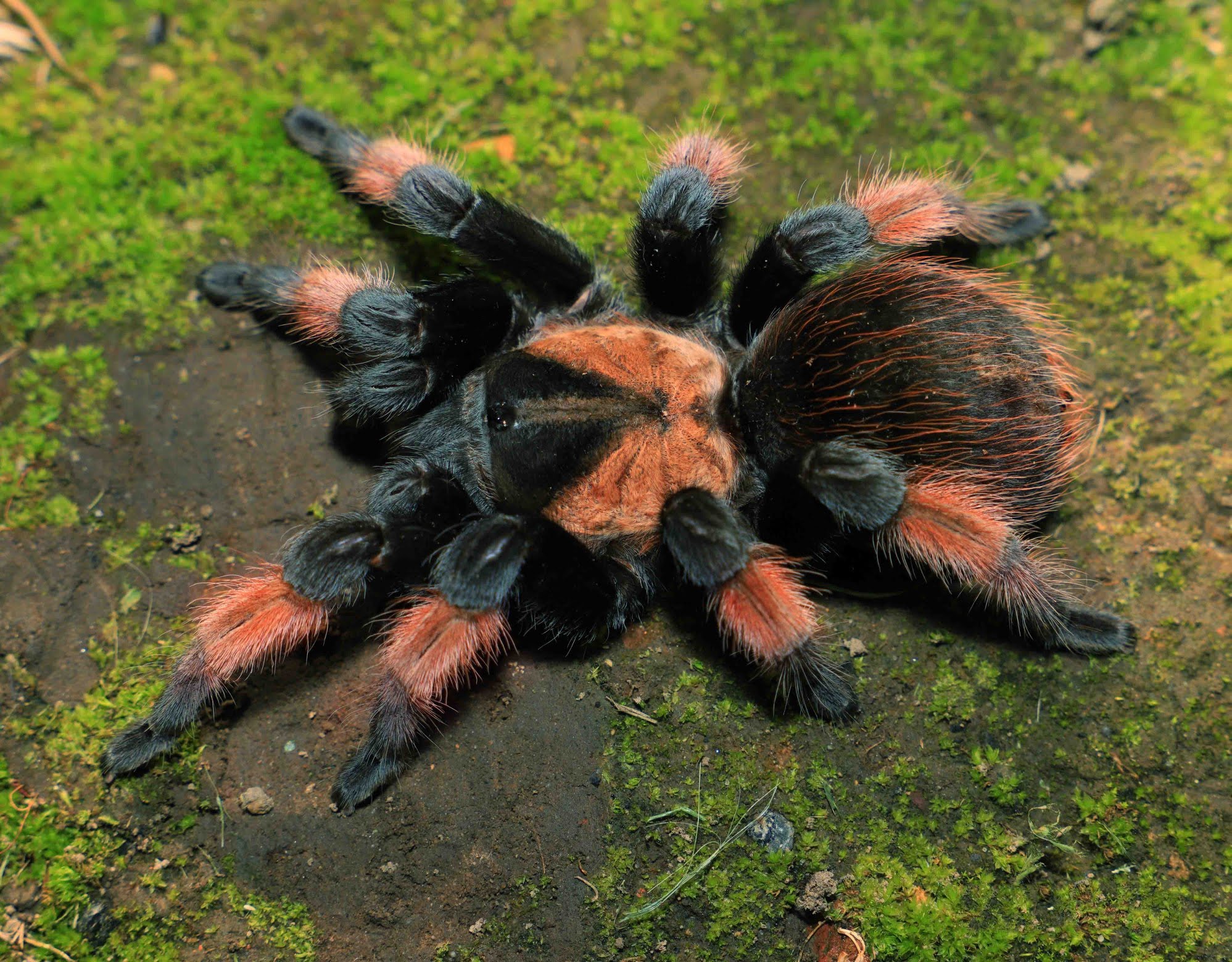 Brachypelma emilia - Mexican Red Leg Tarantula for Sale | Live Arrival Guarantee