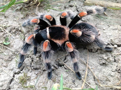 Brachypelma hamorii - Mexican Red Knee Tarantula for Sale | Live Arrival Guarantee