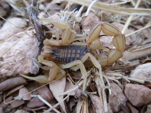 Buthus elmoutaukili – Moroccan Tricolor Scorpion | Rare Colorful Species | Live Arrival Guarantee