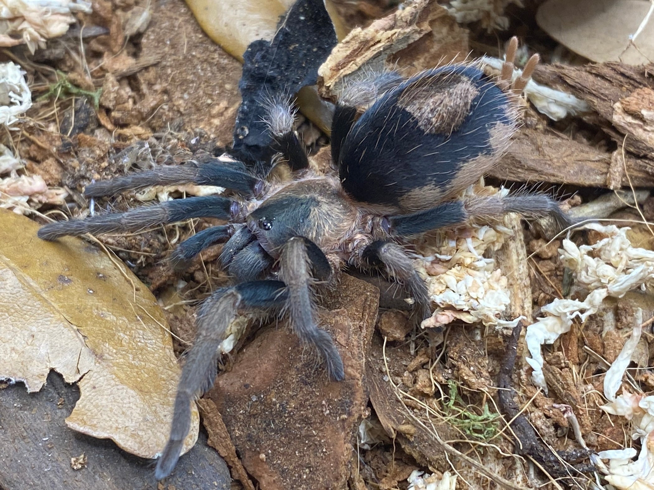 Cardiopelma mascatum - Orange Flame Rump Tarantula for Sale | Live Arrival Guarantee