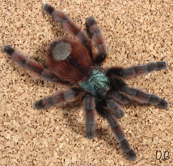 Caribena versicolor – Antilles Pinktoe Tarantula | Stunning Color Transformation | Live Arrival Guarantee