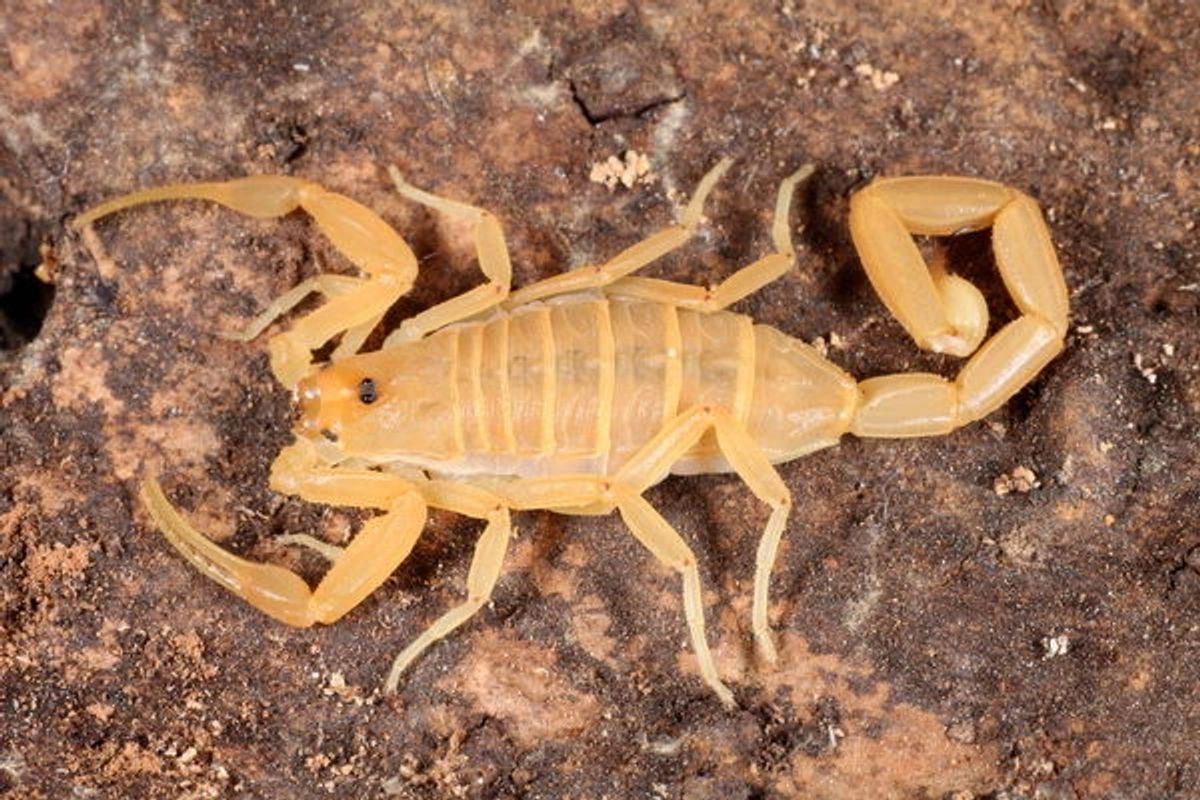 Centruroides sculpturatus – Arizona Bark Scorpion | Communal North American Species | Live Arrival Guarantee