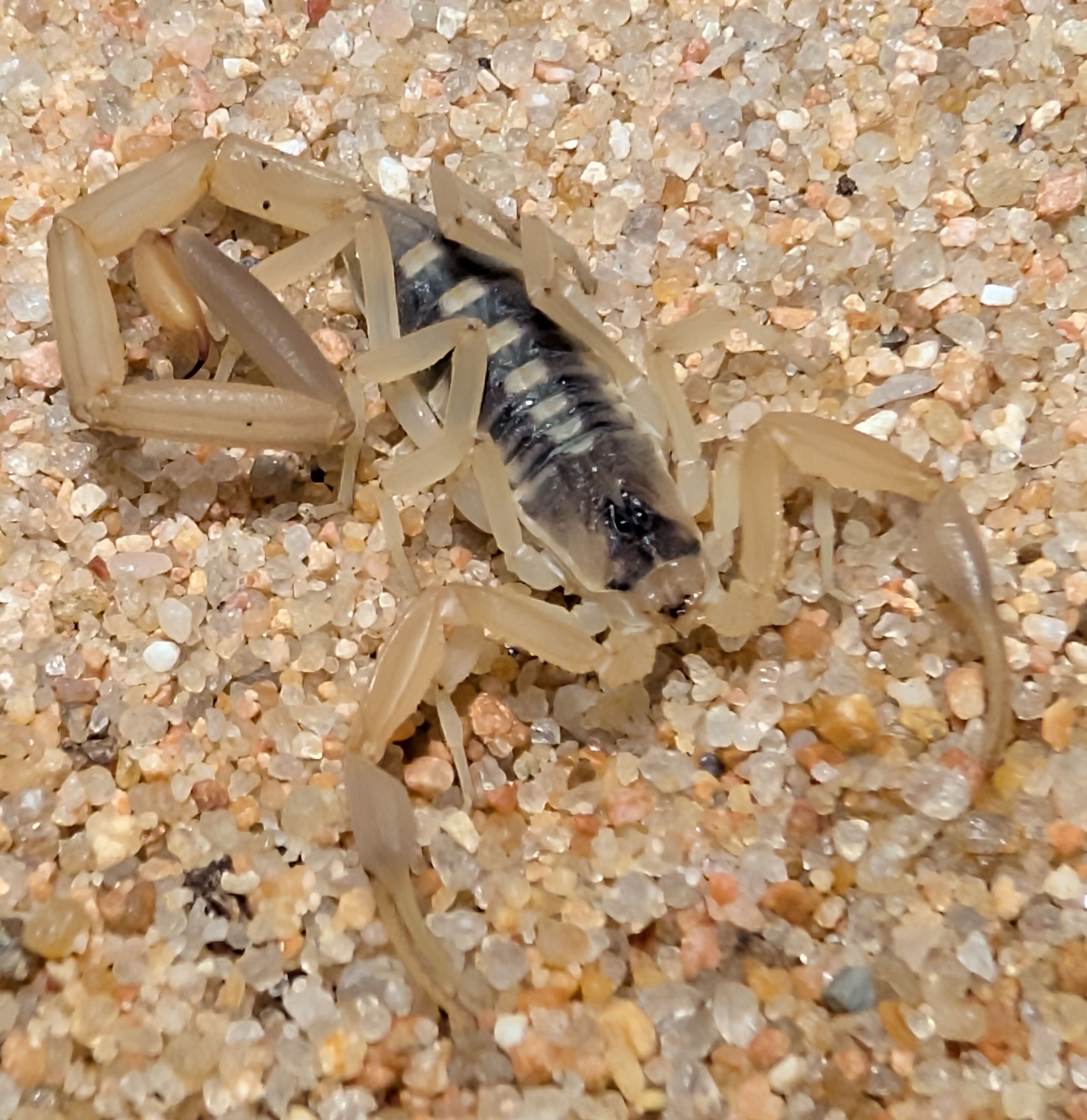 Centruroides vittatus – Striped Bark Scorpion | Hardy North American Scorpion | Live Arrival Guarantee