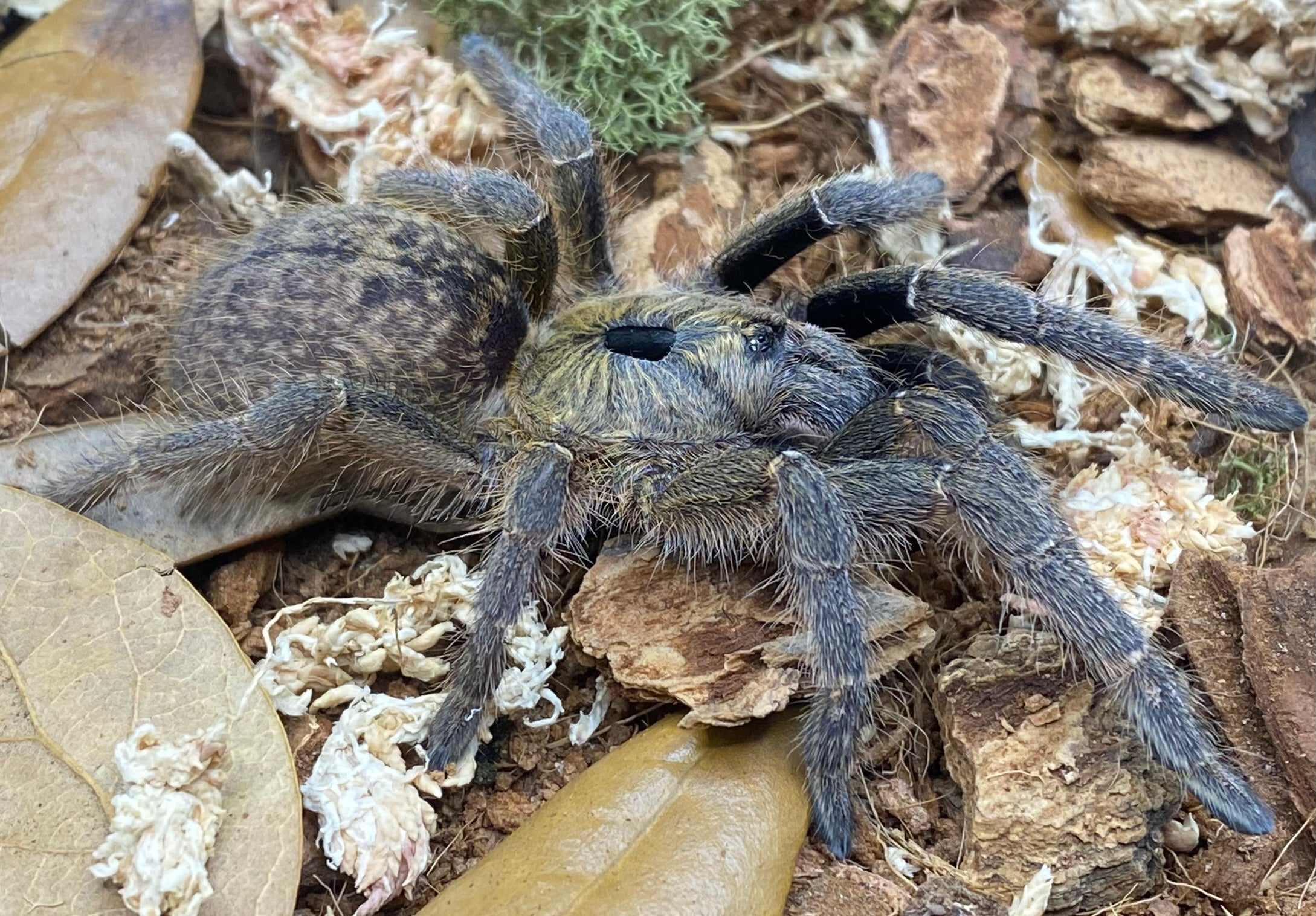 Ceratogyrus sanderi - Namibian Horned Baboon Tarantula for Sale | Live Arrival Guarantee