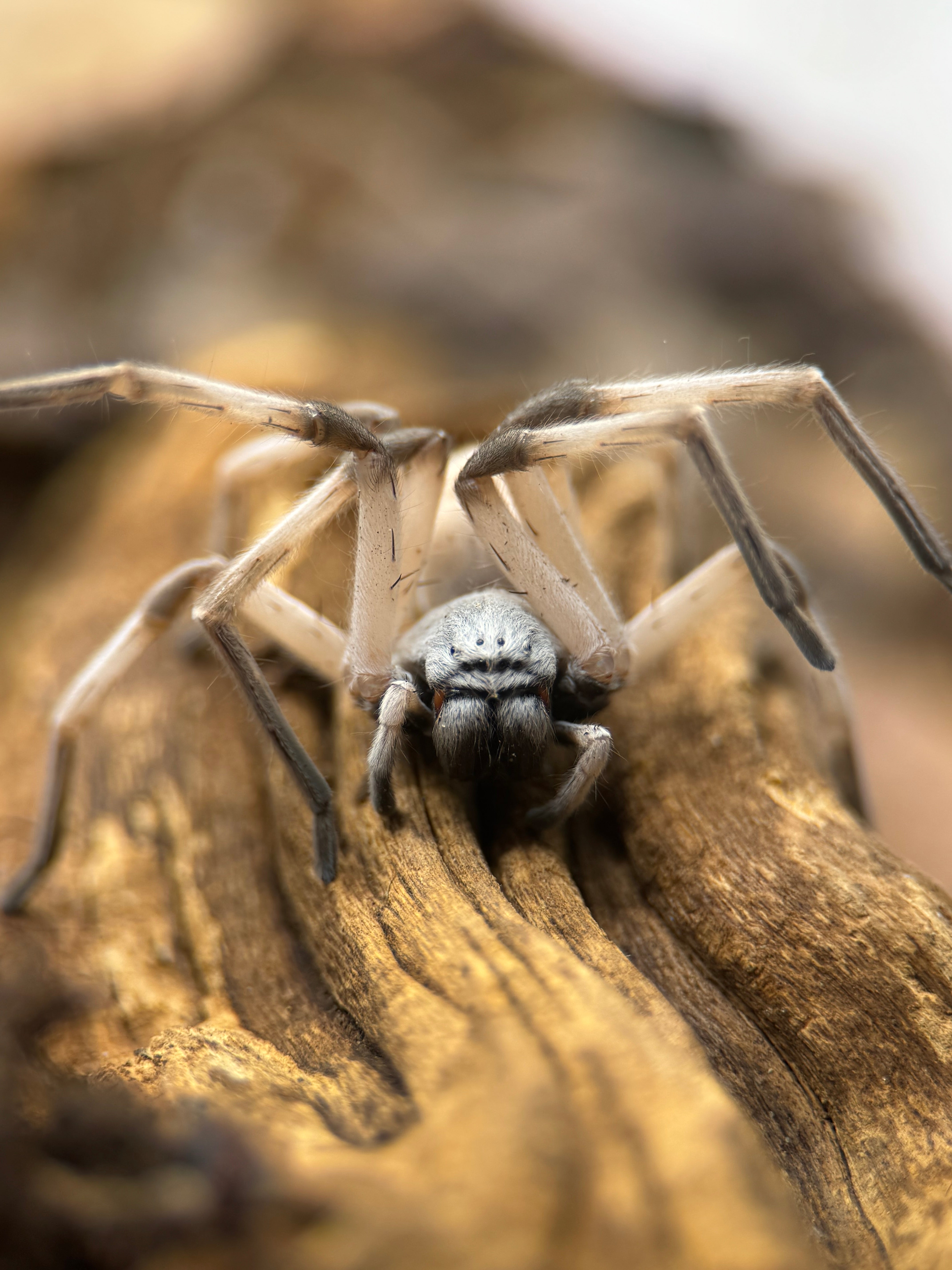 Cerbalus sp. Egypt – Dancing Lady Spider | Egyptian White Huntsman | Live Arrival Guarantee