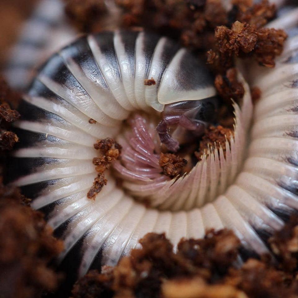 Chicobolus spinigerus – Ivory Millipede | Stunning Native Display Species | Live Arrival Guarantee