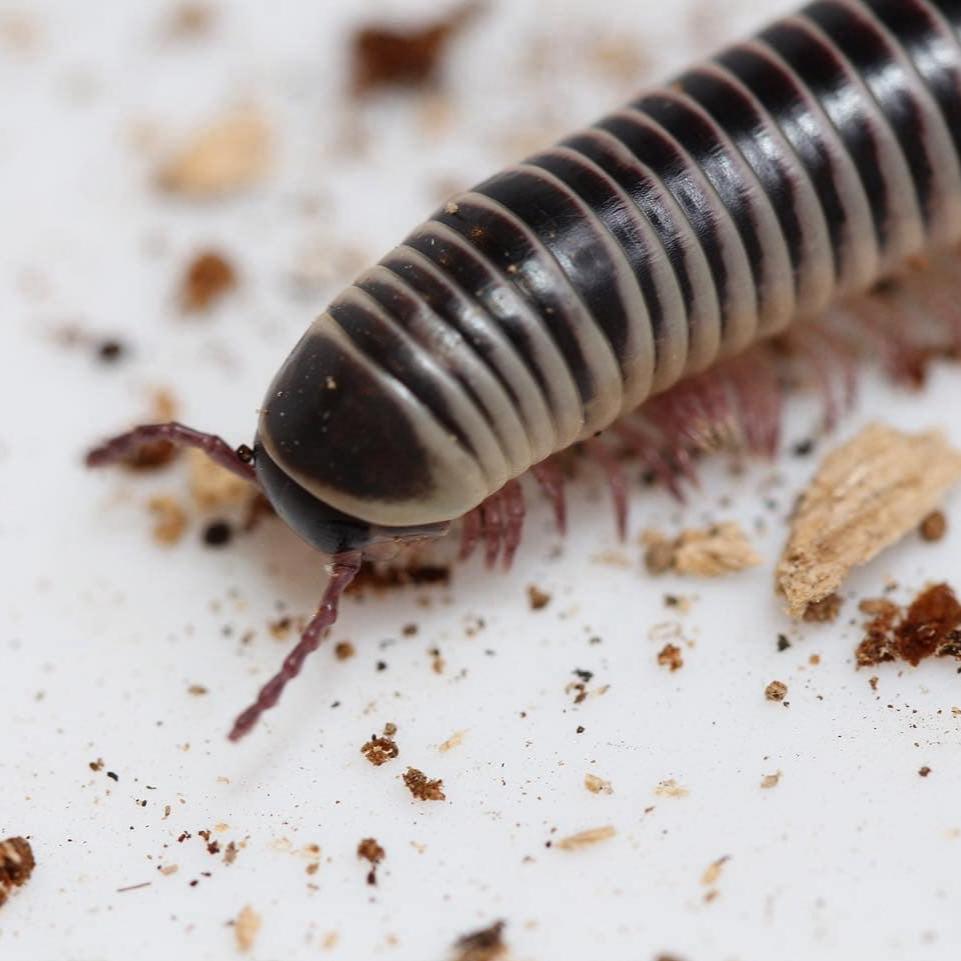 Chicobolus spinigerus – Ivory Millipede | Stunning Native Display Species | Live Arrival Guarantee