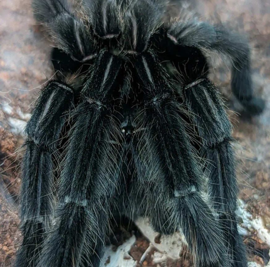 Chilobrachys sp Kaeng Krachan - Dark Earth Tiger Tarantula for Sale | Live Arrival Guarantee
