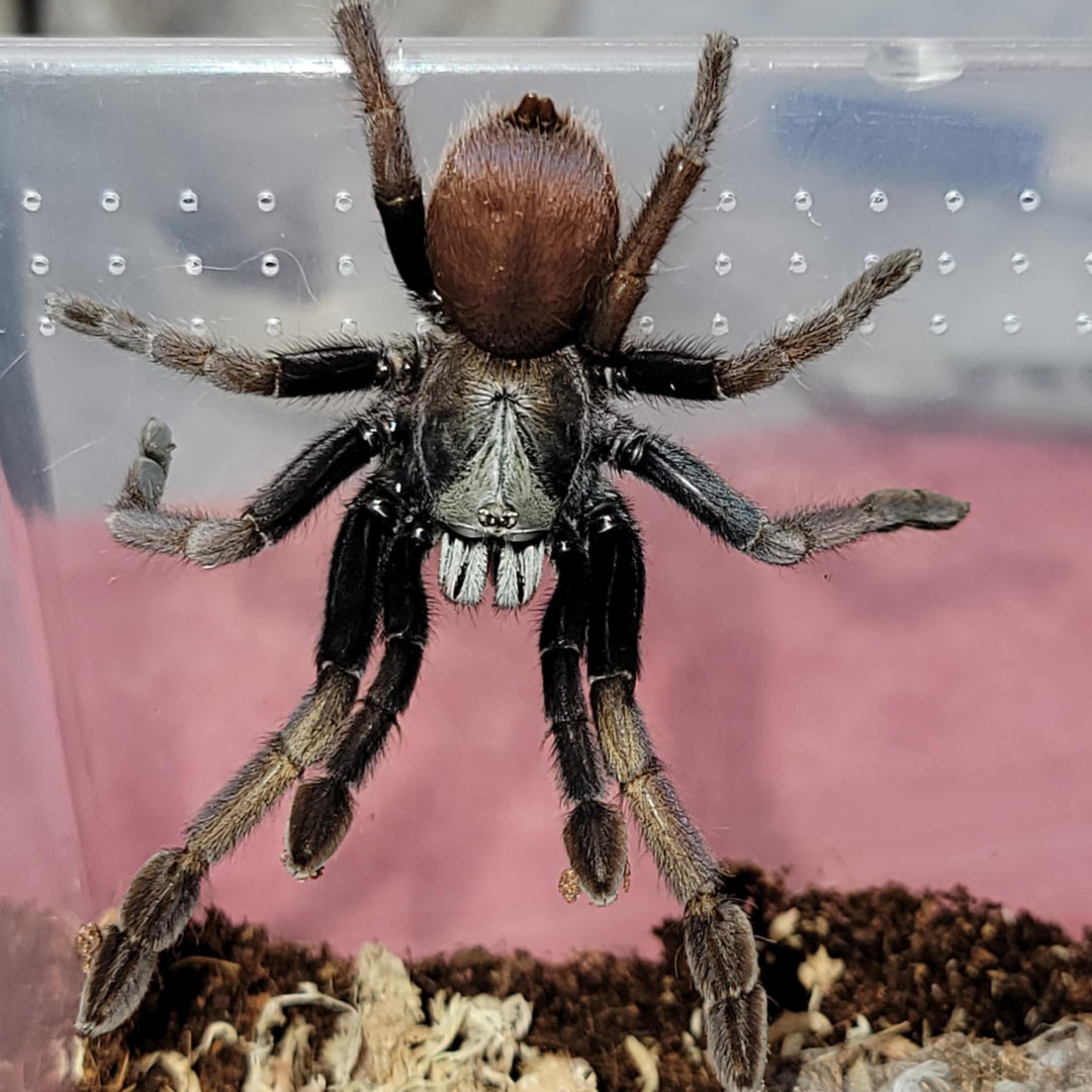 Cilantica sp Kali - Kali Earth Tiger Tarantula for Sale | Live Arrival Guarantee