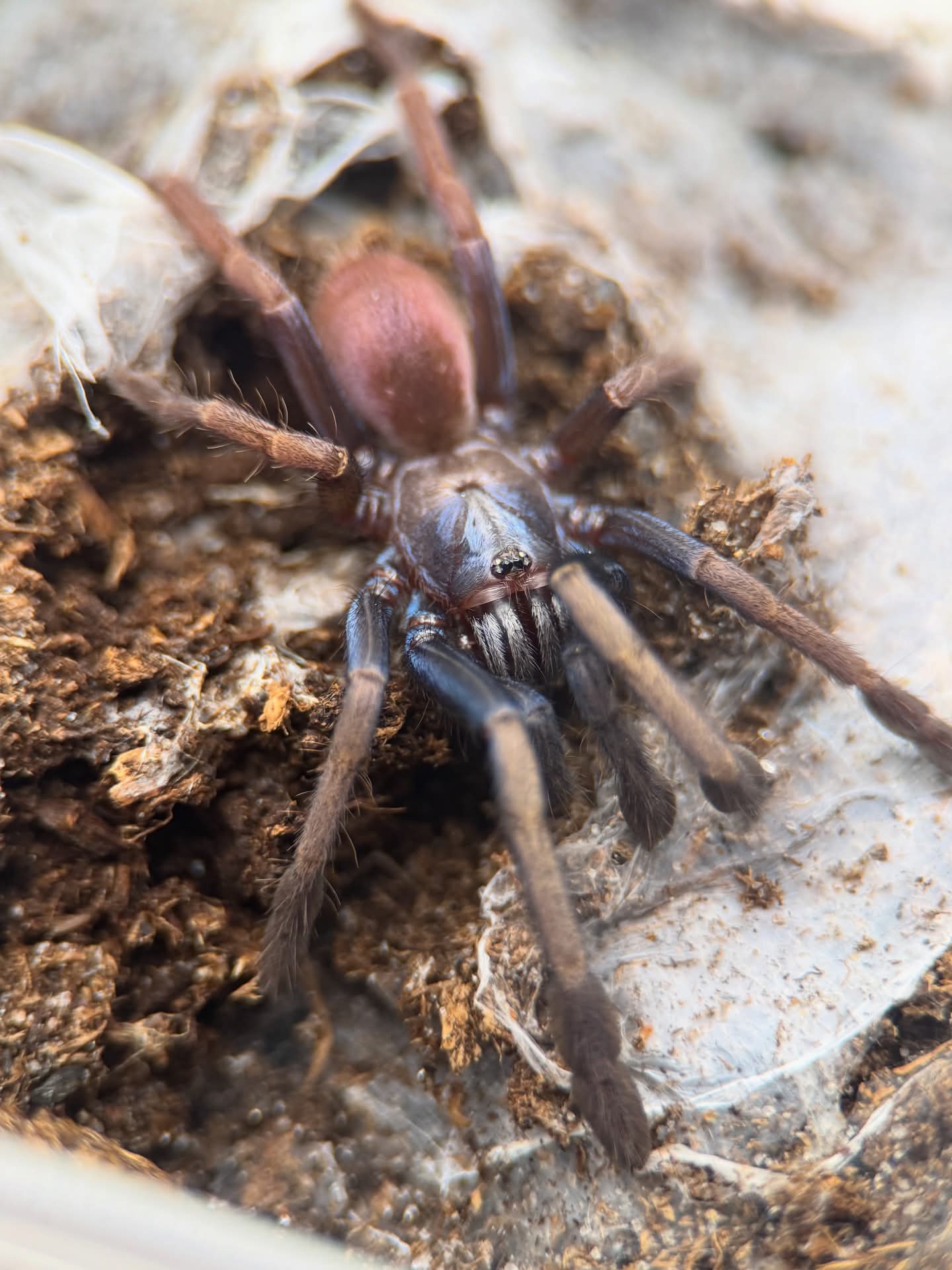 Cilantica psychedelicus - Psychedelic Earth Tiger Tarantula for Sale | Live Arrival Guarantee