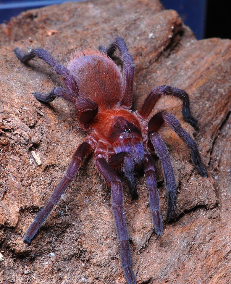 Citharacanthus cyaneus - Cuban Orange Violet Dwarf Tarantula for Sale | Live Arrival Guarantee
