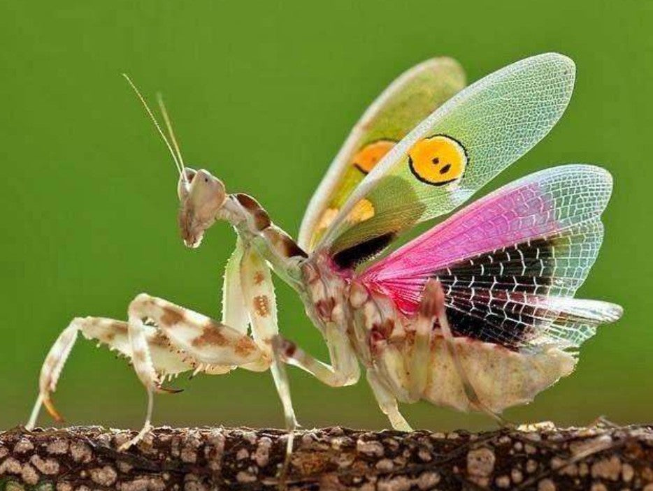 Creobroter gemmatus - Asian Flower Mantis for Sale | Live Arrival Guarantee