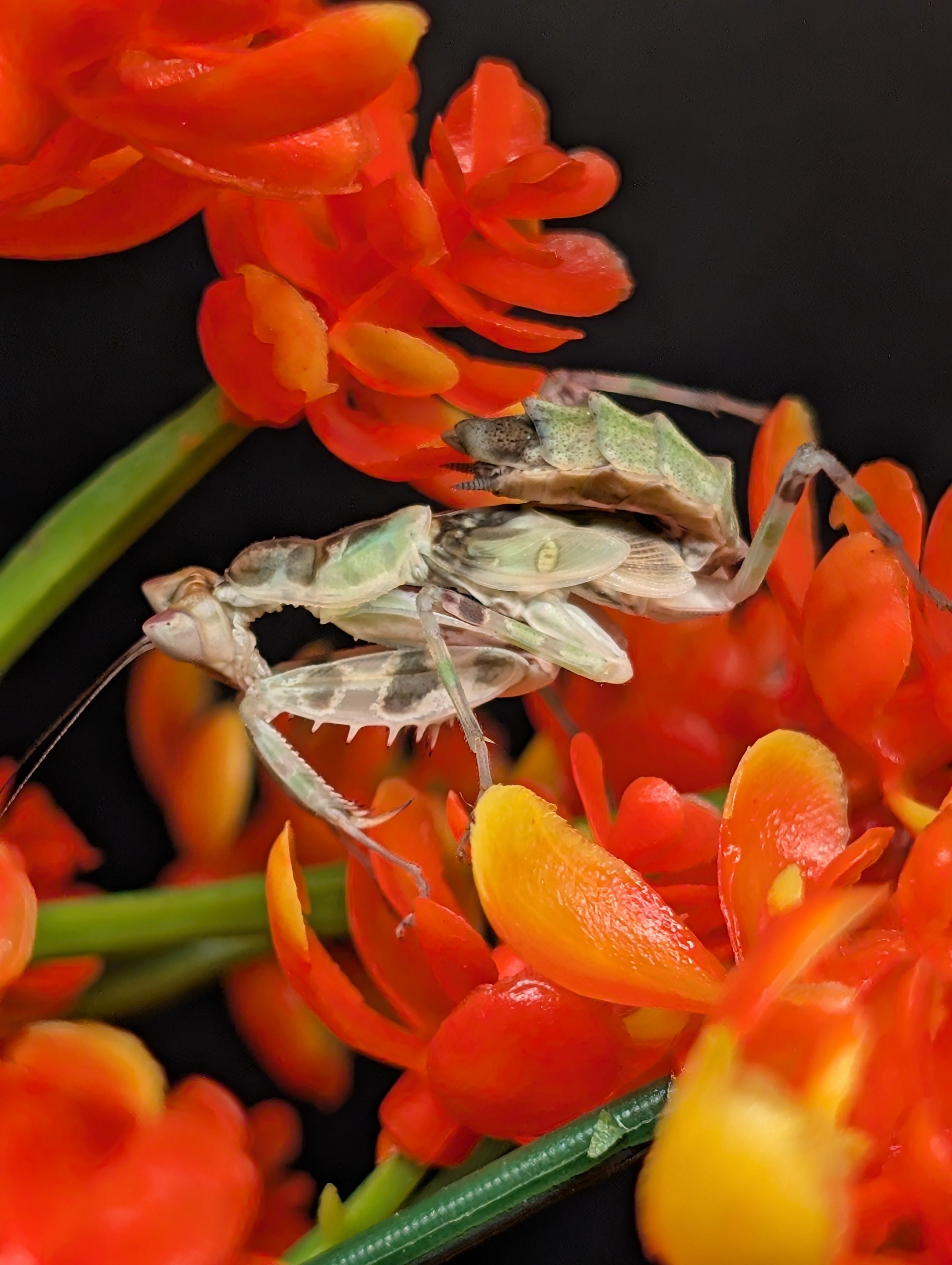 Creobroter nebulosa - Chinese Flower Mantis for Sale | Live Arrival Guarantee