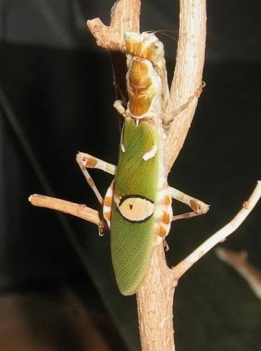 Creobroter nebulosa - Chinese Flower Mantis for Sale | Live Arrival Guarantee