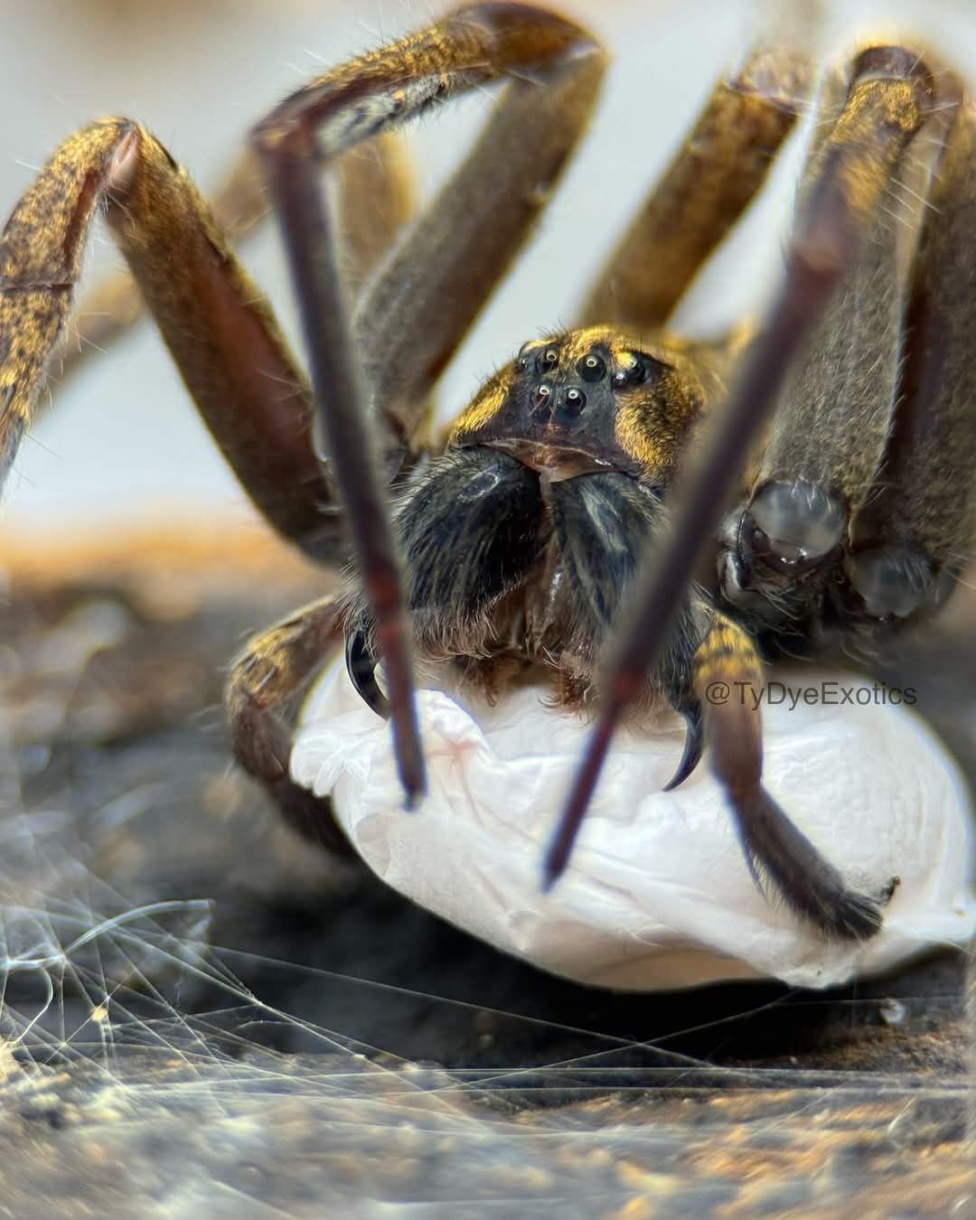 Ctenidae sp. Mamfe Road – Gold Band Wandering Spider | Rare African Ctenid | Live Arrival Guarantee