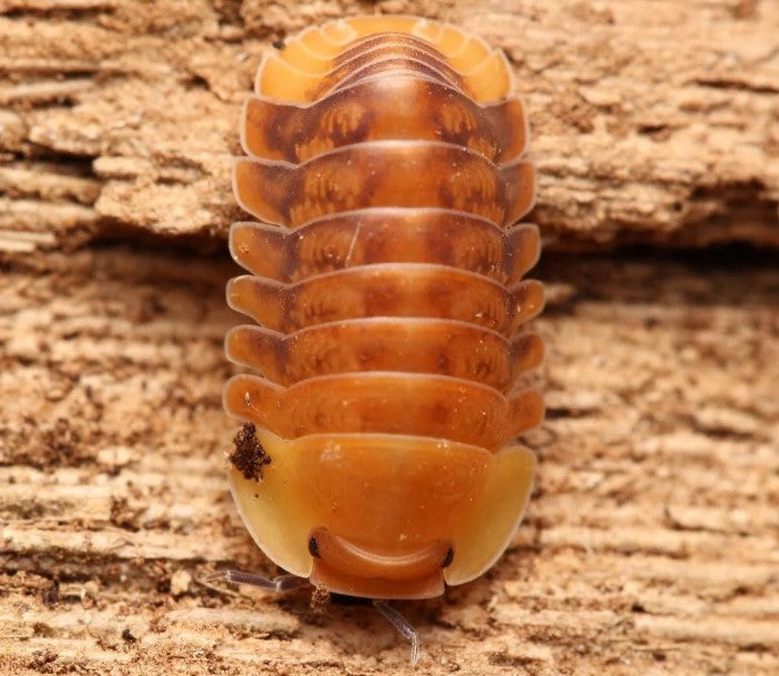 Cubaris sp Pink Ducky – Pink Ducky Isopods | Adorable Fiery Pink Species | Live Arrival Guarantee