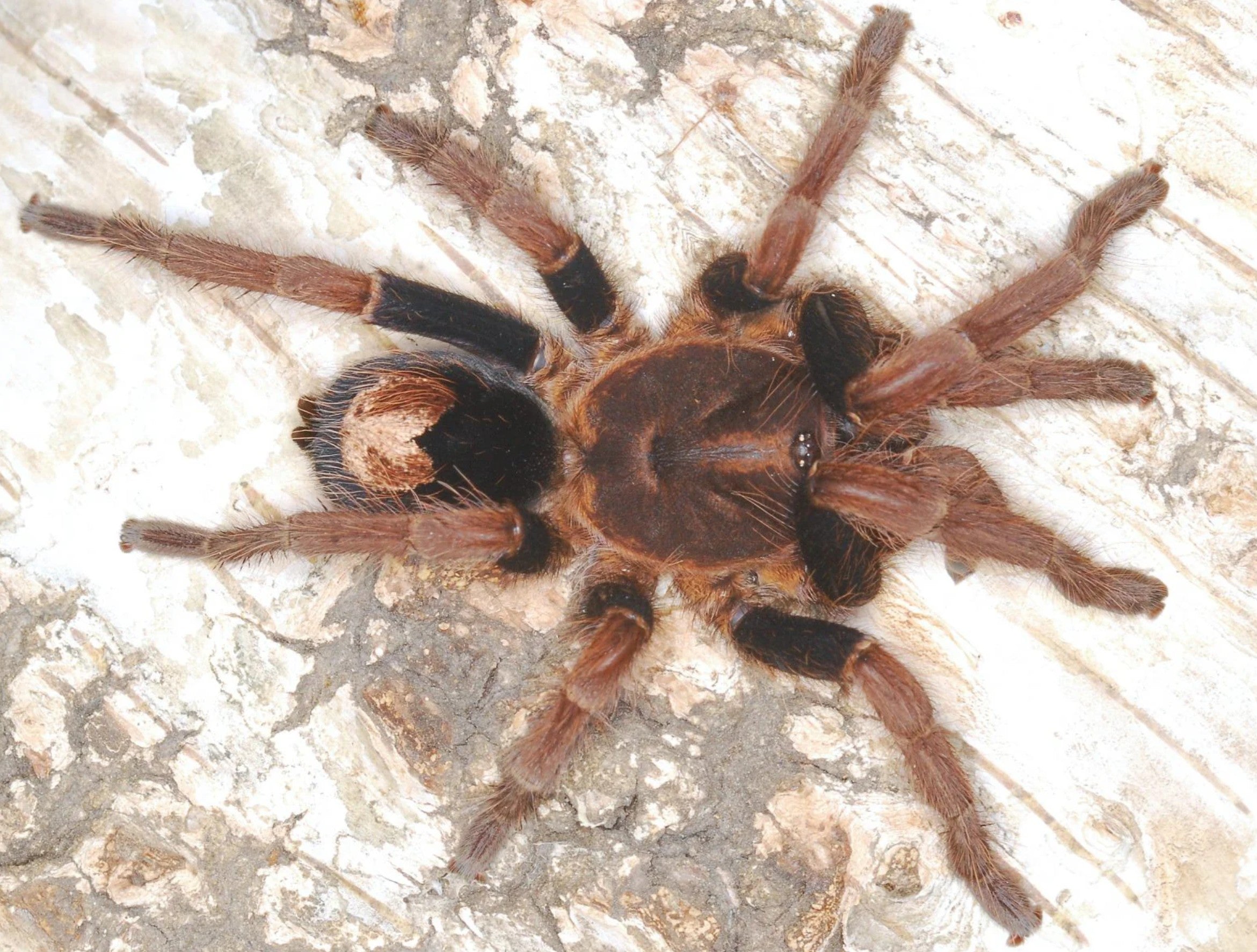 Cyriocosmus giganteus – Giant Dwarf Tarantula | Largest Cyriocosmus Species | Live Arrival Guarantee