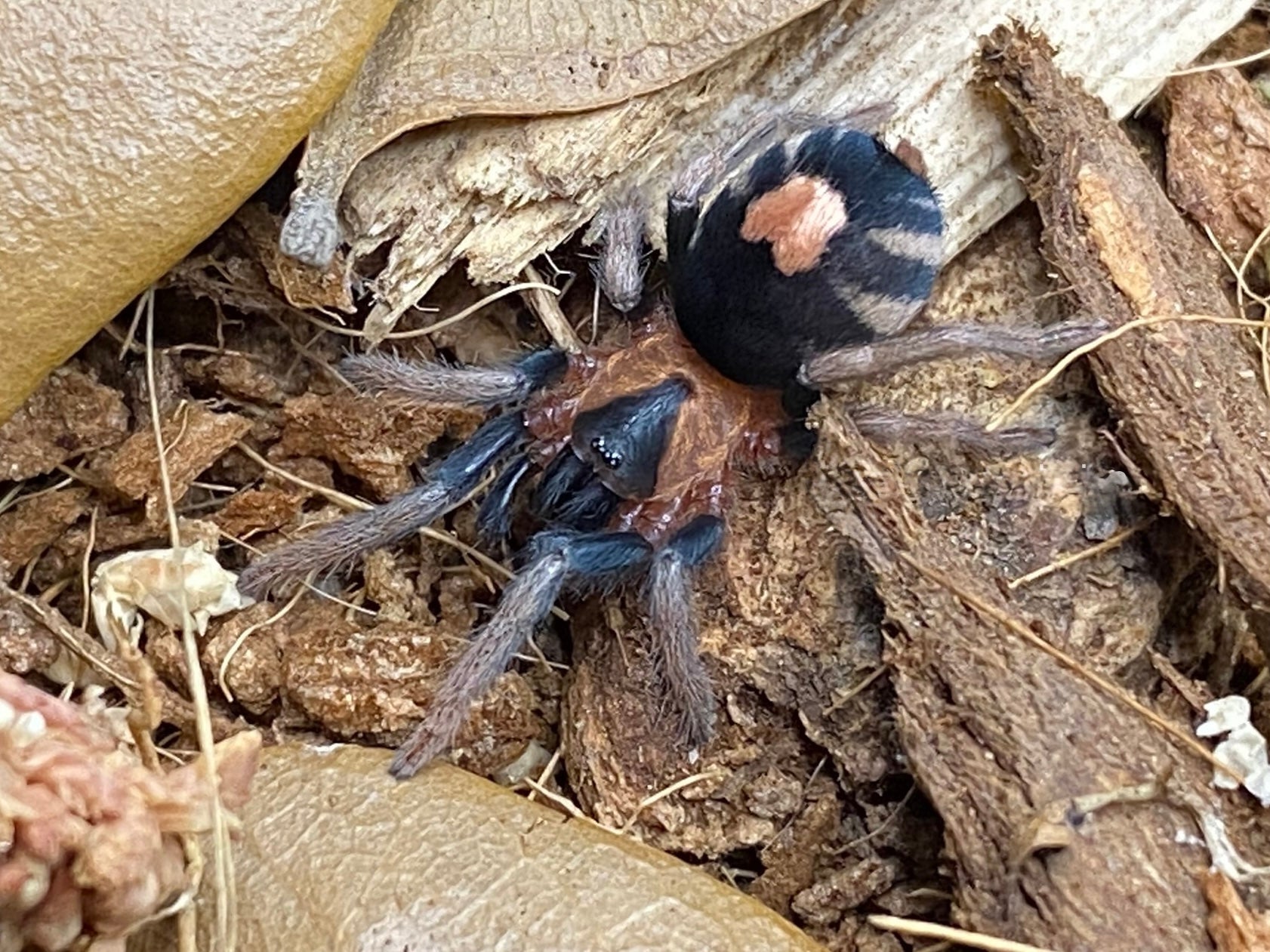 Cyriocosmus elegans – Trinidad Dwarf Tarantula | Adorable Heart Butt Dwarf | Live Arrival Guarantee