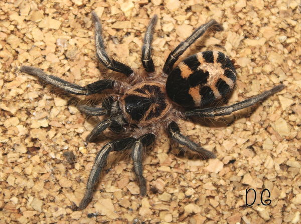 Cyriocosmus leetzi – Venezuelan Dwarf Beauty Tarantula | Colombian Dwarf Tiger | Tiny Tiger-Striped Gem | Live Arrival Guarantee