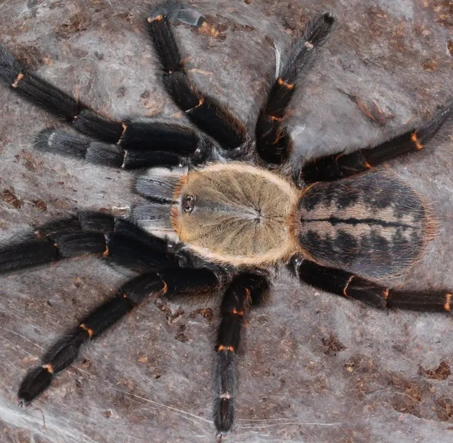 Cyriopagopus sp Bach Ma - Bach Ma Earth Tiger Tarantula for Sale | Live Arrival Guarantee