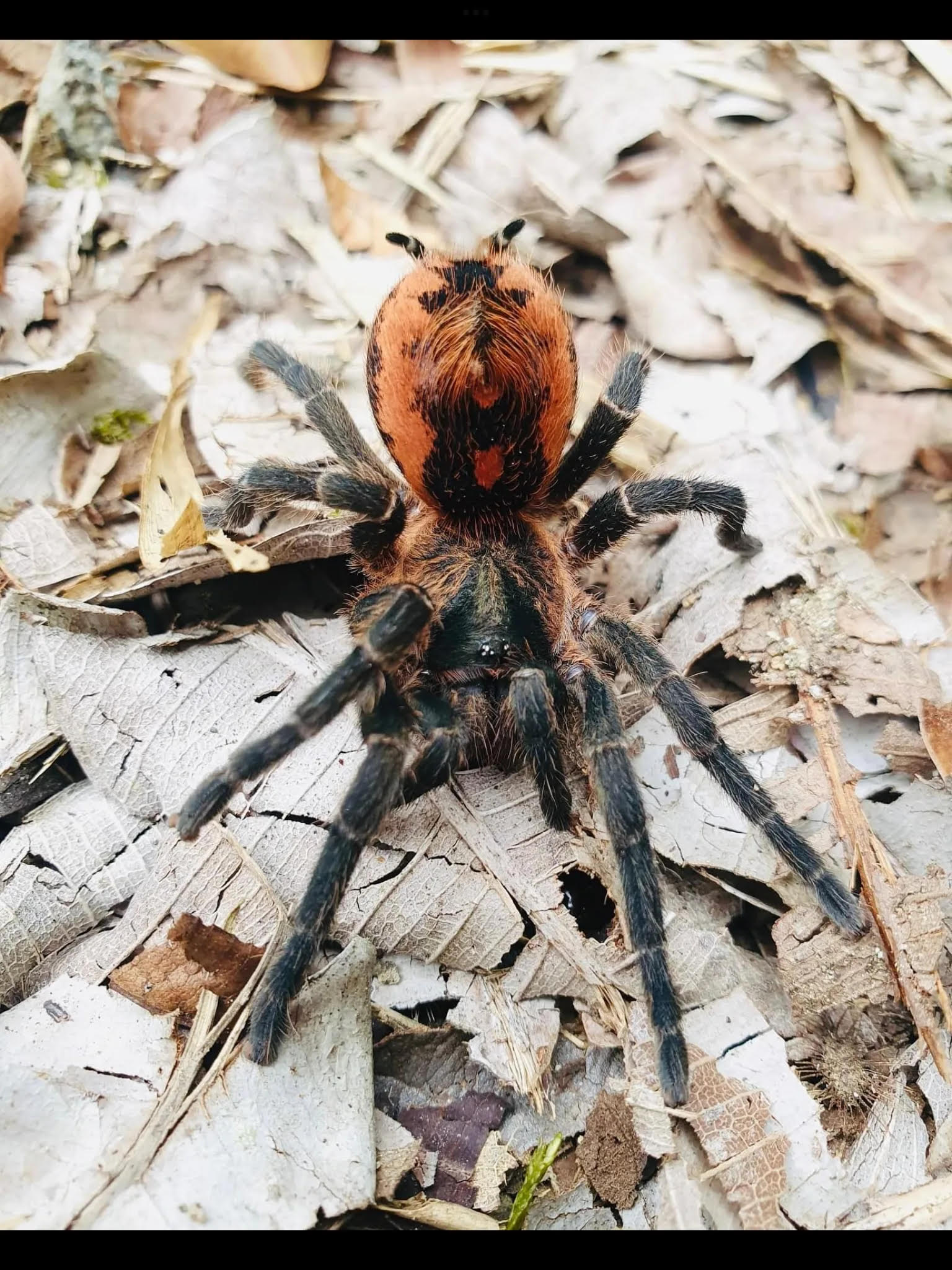 Davus sp Kolumbia - Magma Rump Tarantula for Sale | Live Arrival Guarantee