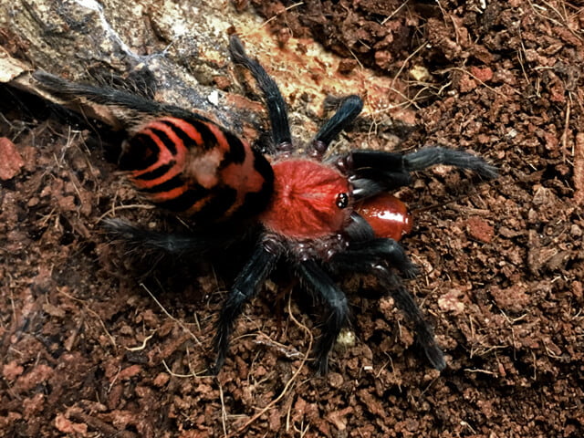 Davus pentaloris - Guatemalan Tiger Rump Tarantula for Sale | Live Arrival Guarantee
