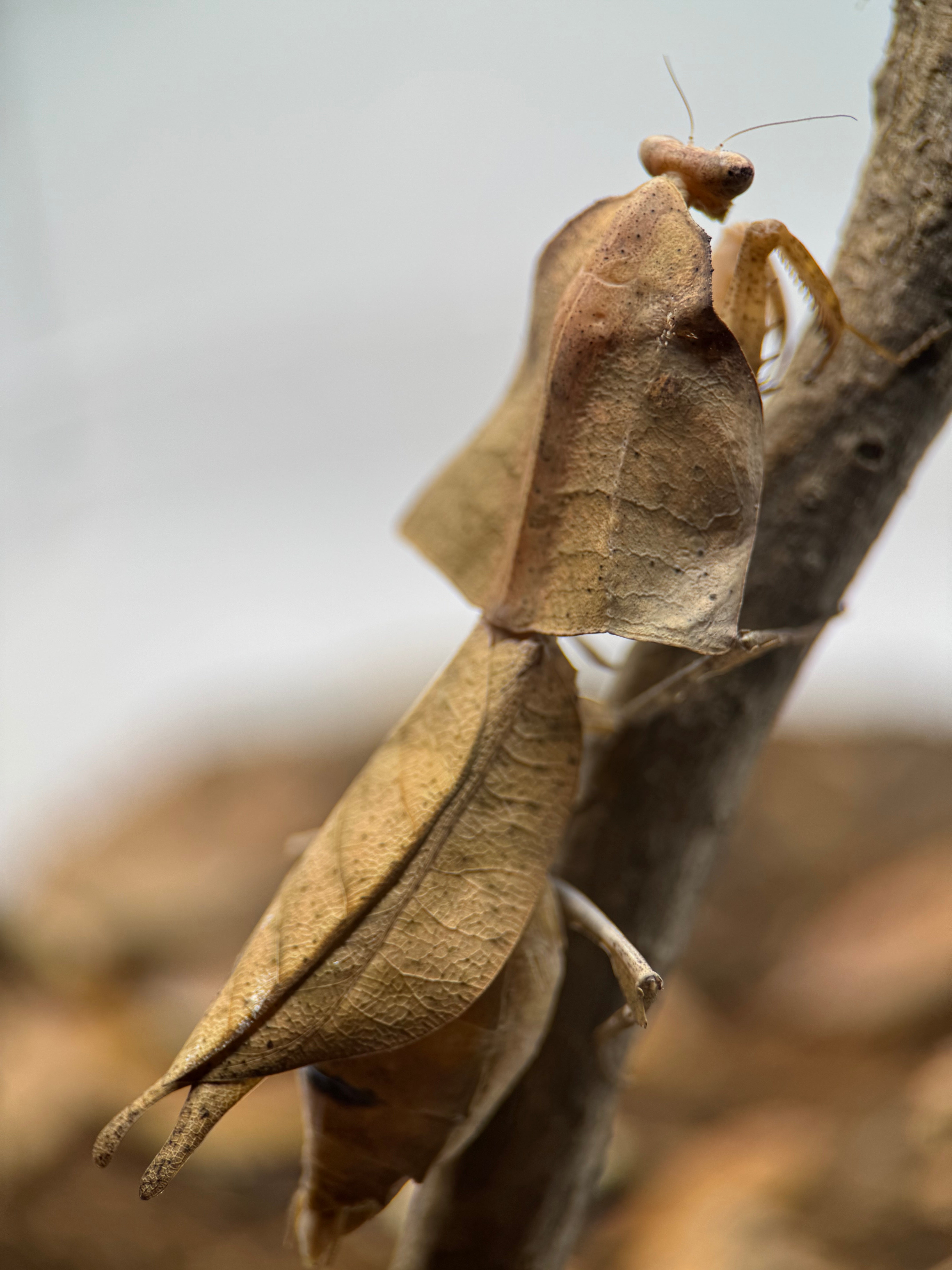 Deroplatys gorochovi – Vietnamese Dead Leaf Mantis | Master of Camouflage | Live Arrival Guarantee