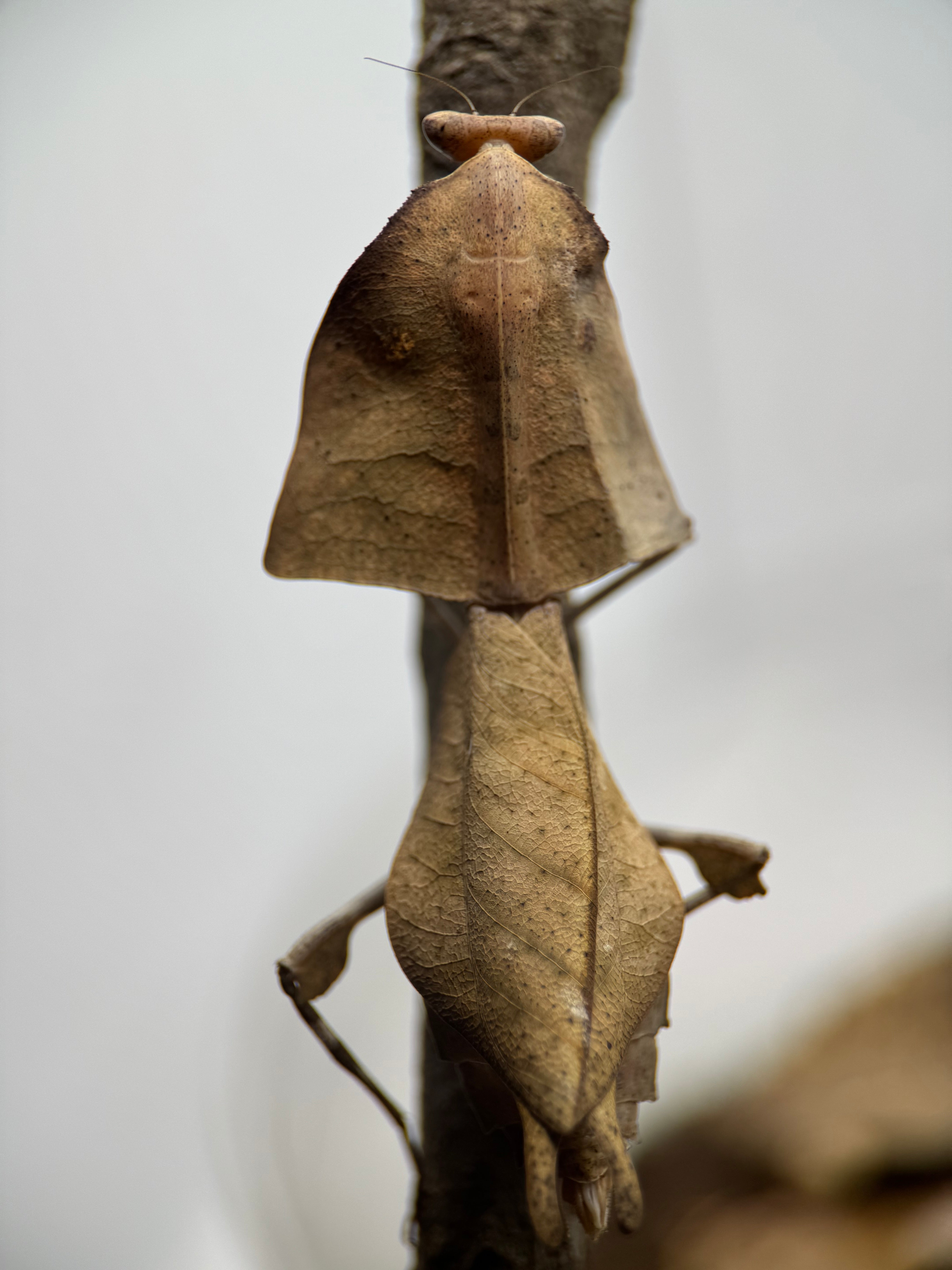 Deroplatys gorochovi – Vietnamese Dead Leaf Mantis | Master of Camouflage | Live Arrival Guarantee