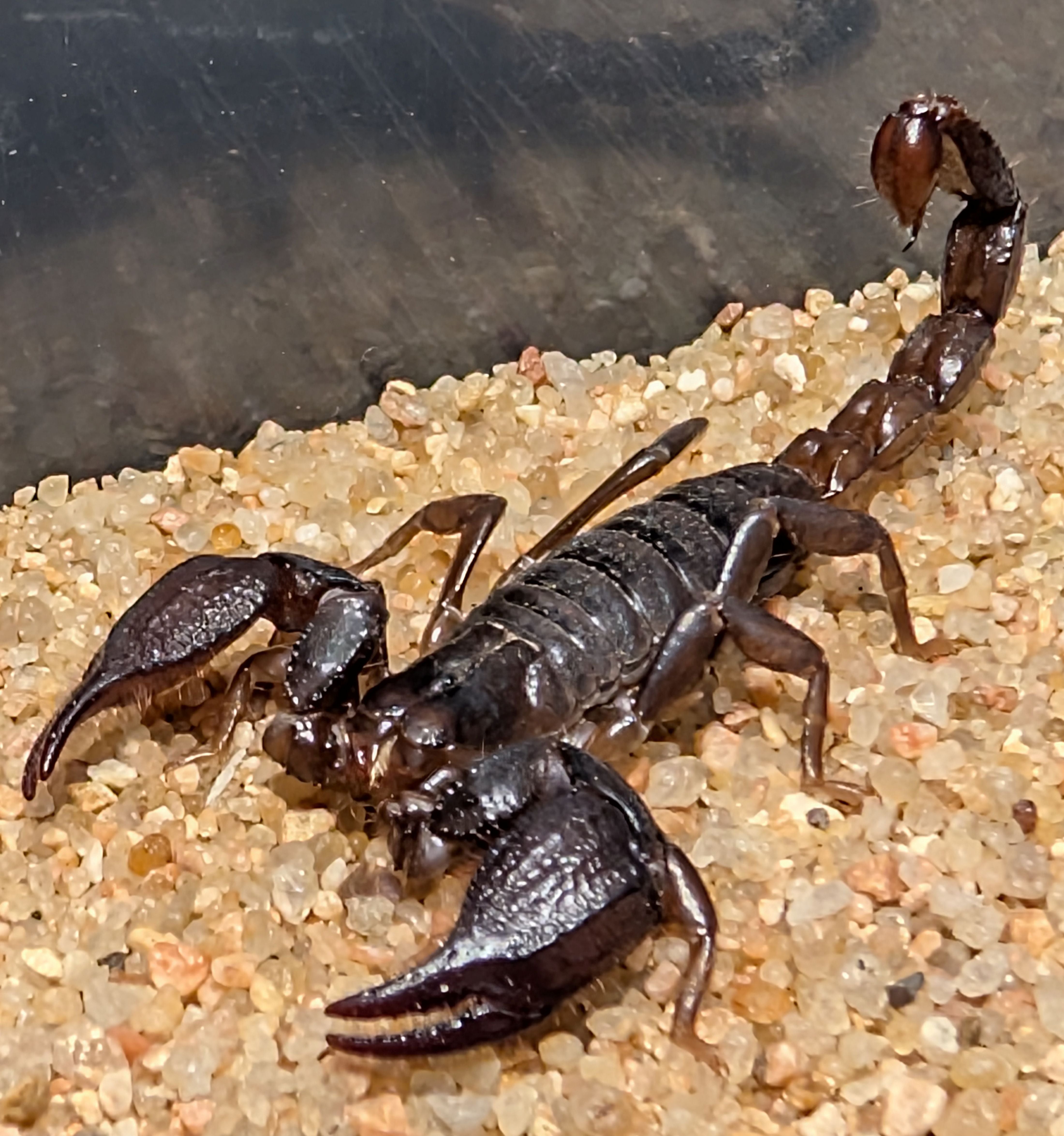 Diplocentrus lindo – Trans Pecos Twin Spined Scorpion | Rare North American Scorpion | Live Arrival Guarantee