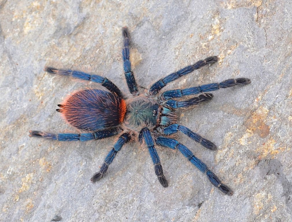 Dolichothele diamantinensis – Brazilian Blue Dwarf Beauty Tarantula | Sapphire Dwarf Jewel | Live Arrival Guarantee