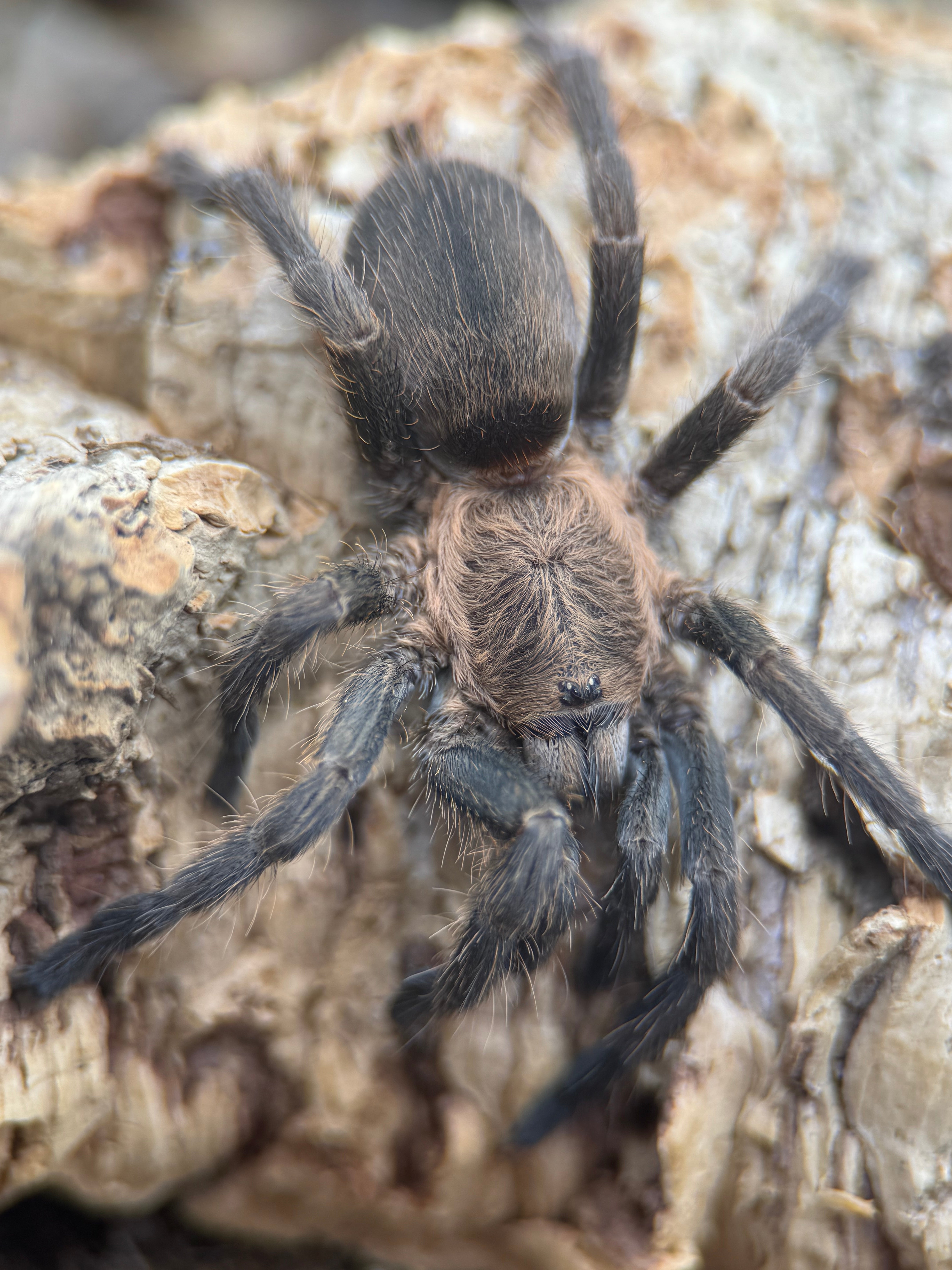 Dolichothele exilis – Exilis Bronze Dwarf Tarantula | Heavy-Webbing Micro New World Species | Live Arrival Guarantee