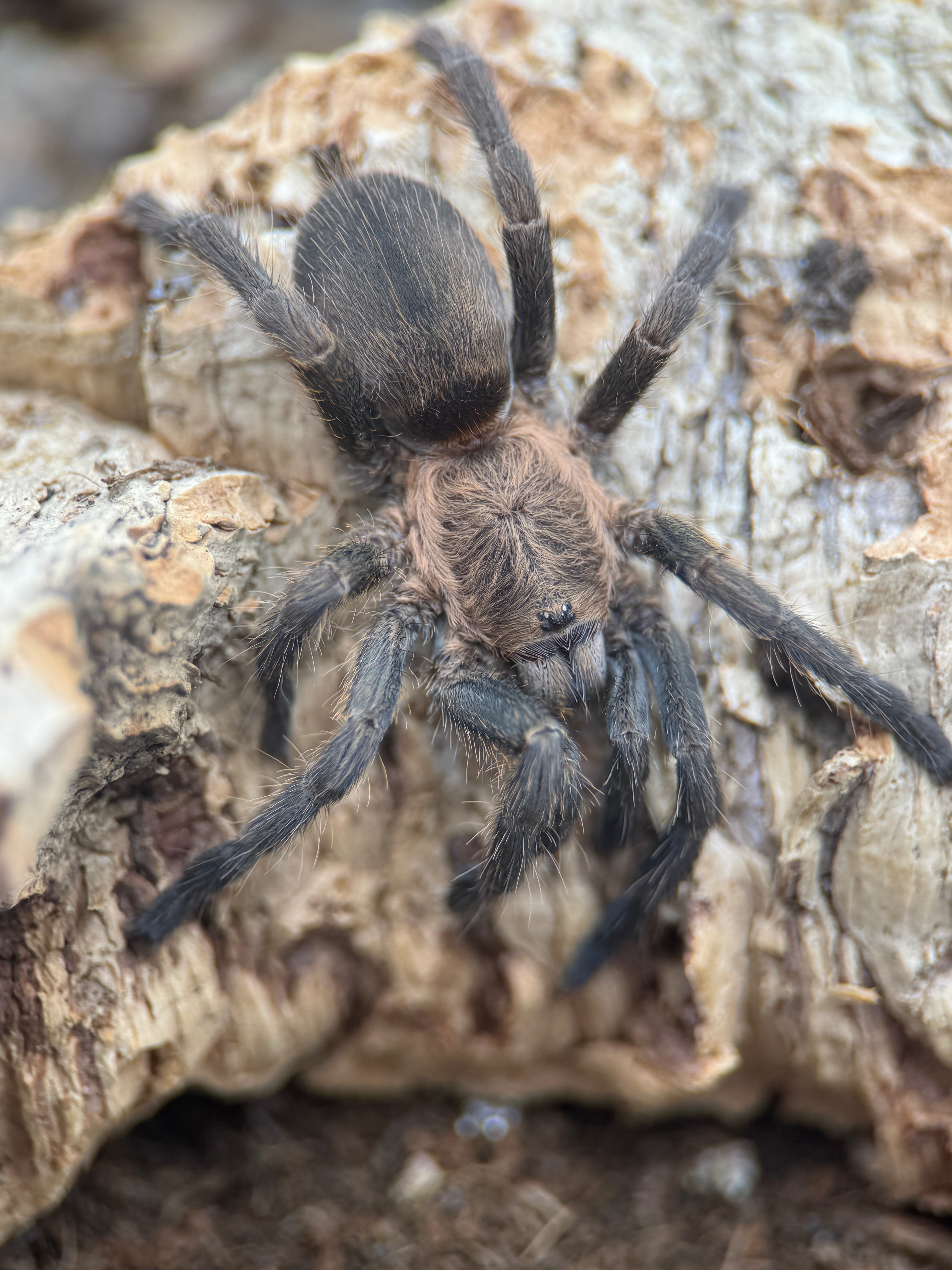 Dolichothele exilis – Exilis Bronze Dwarf Tarantula | Heavy-Webbing Micro New World Species | Live Arrival Guarantee