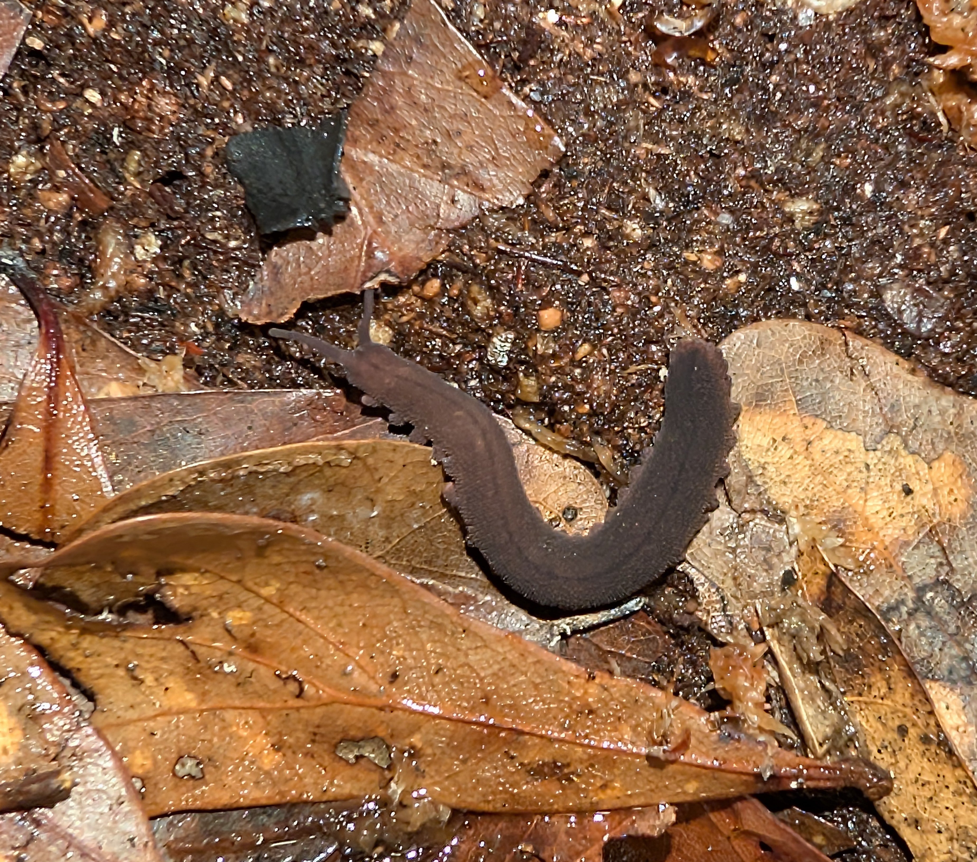 Eoperipatus totoro – Vietnamese Velvet Worm | Ancient Predatory Invertebrate | Goo-Shooting Hunter
